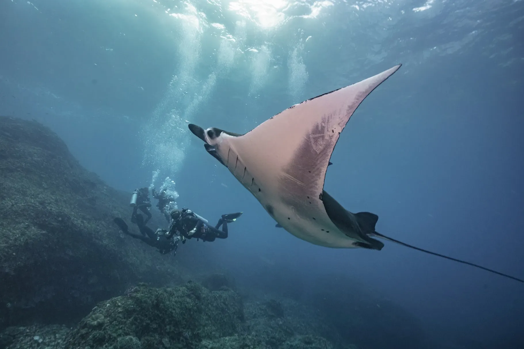 Manta ray by divers