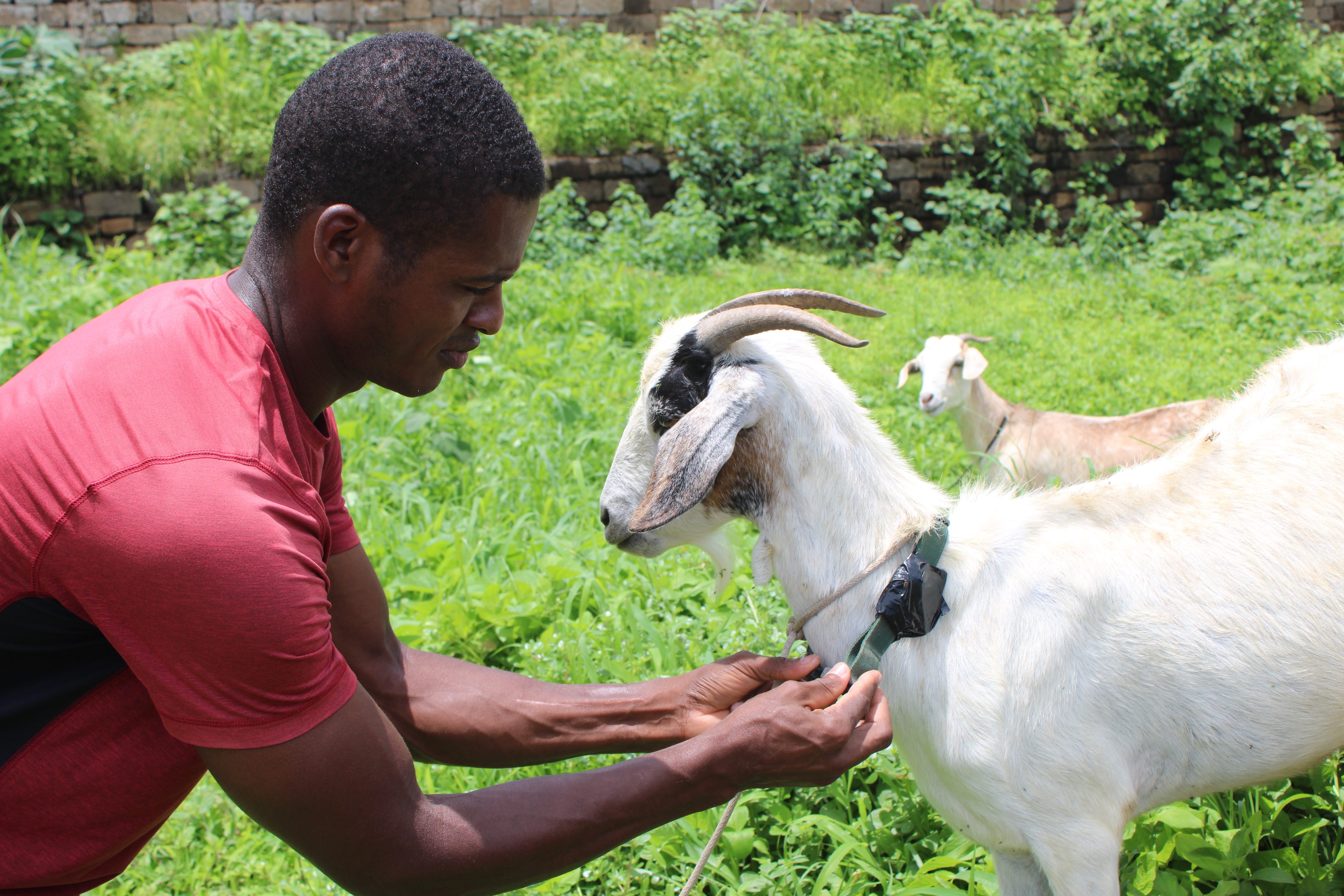 Staff fitting collars onto goats