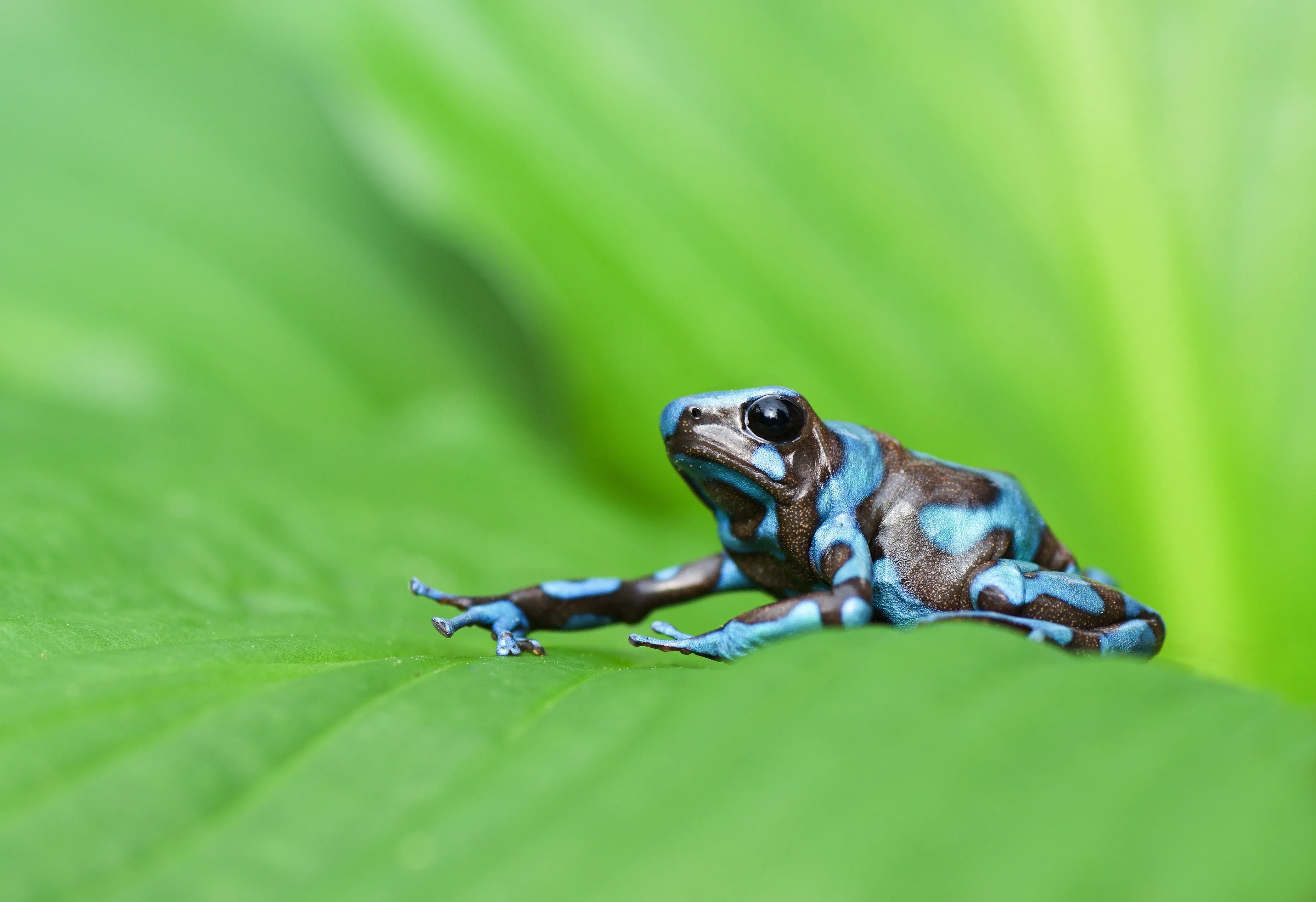 Poison dart frog