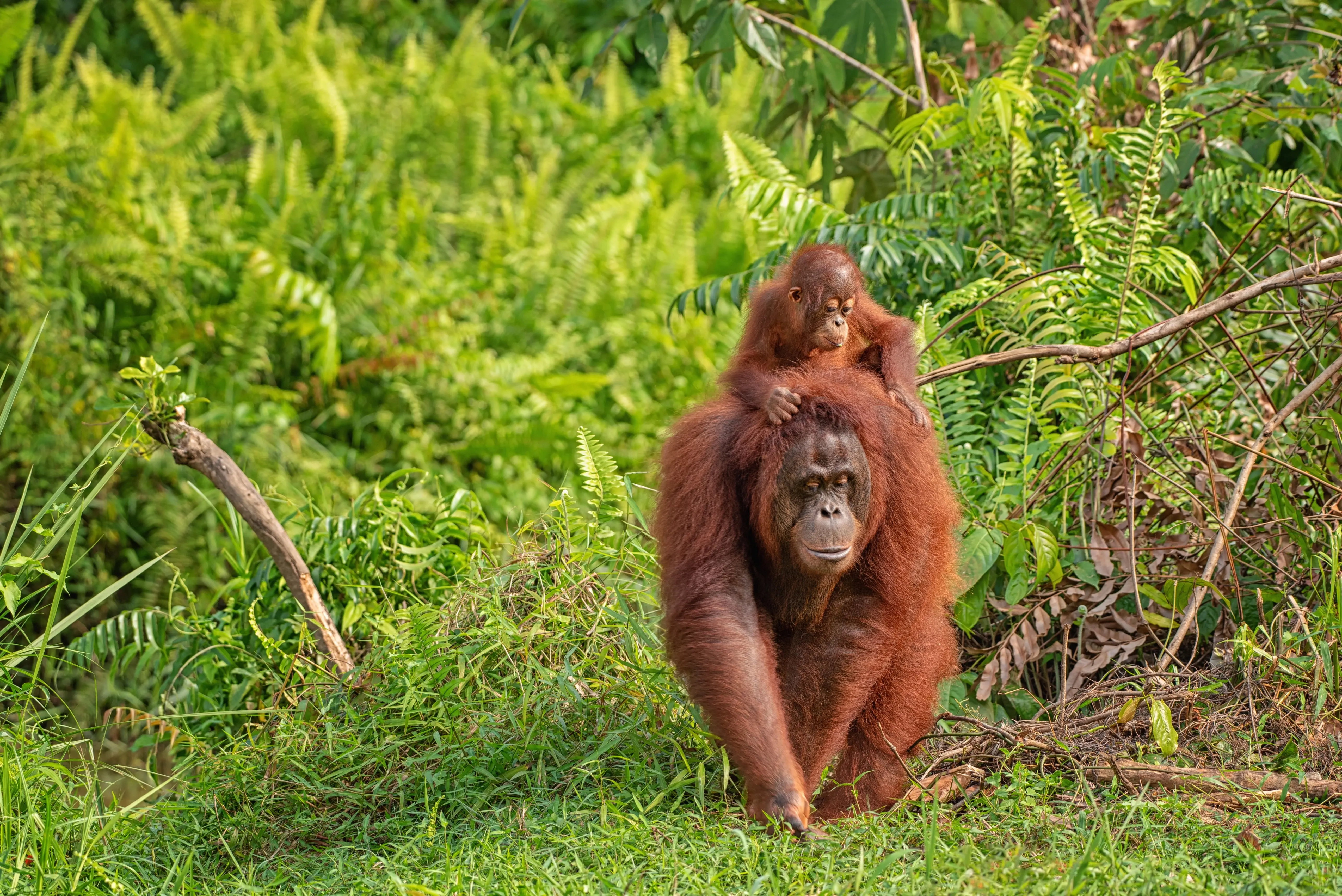 Orang-Utan und Schimpanse