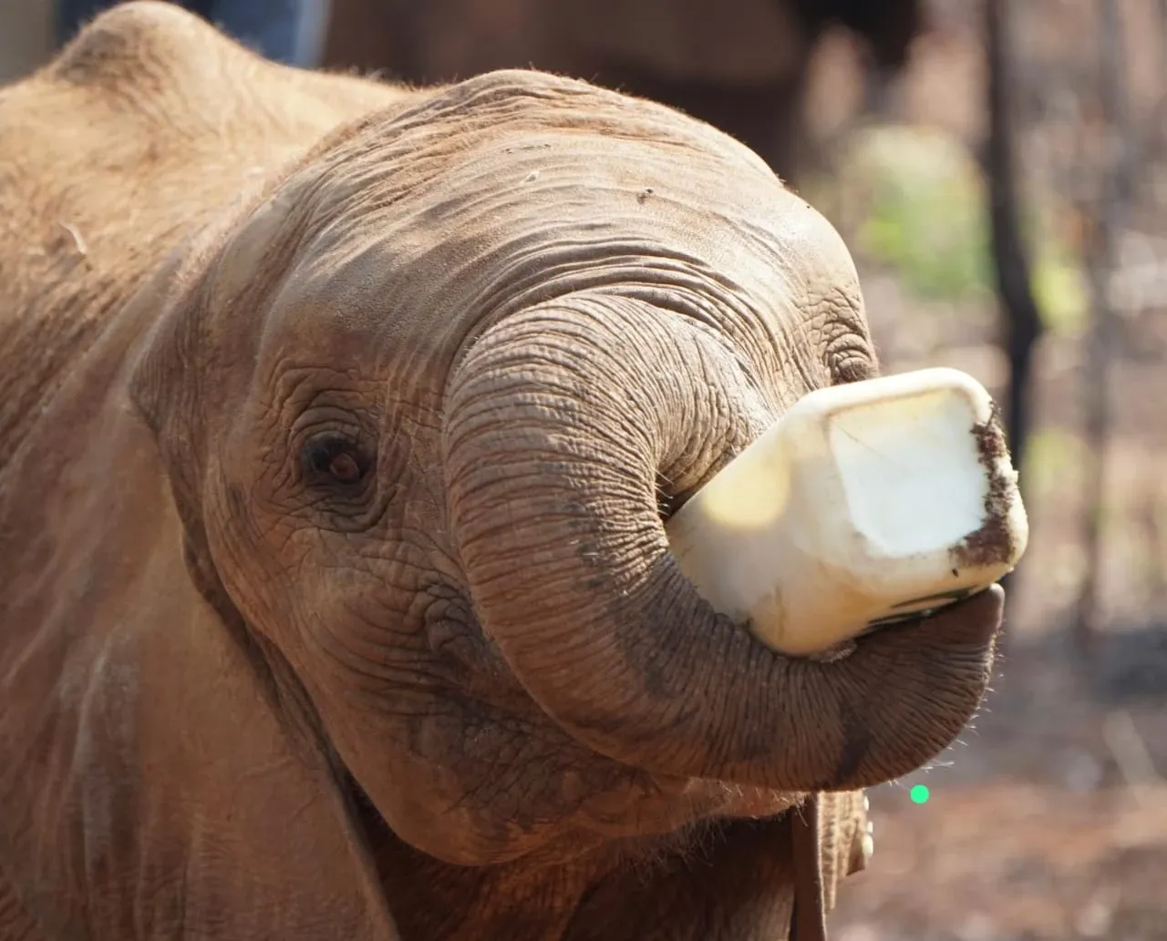 Baby zambian elephant