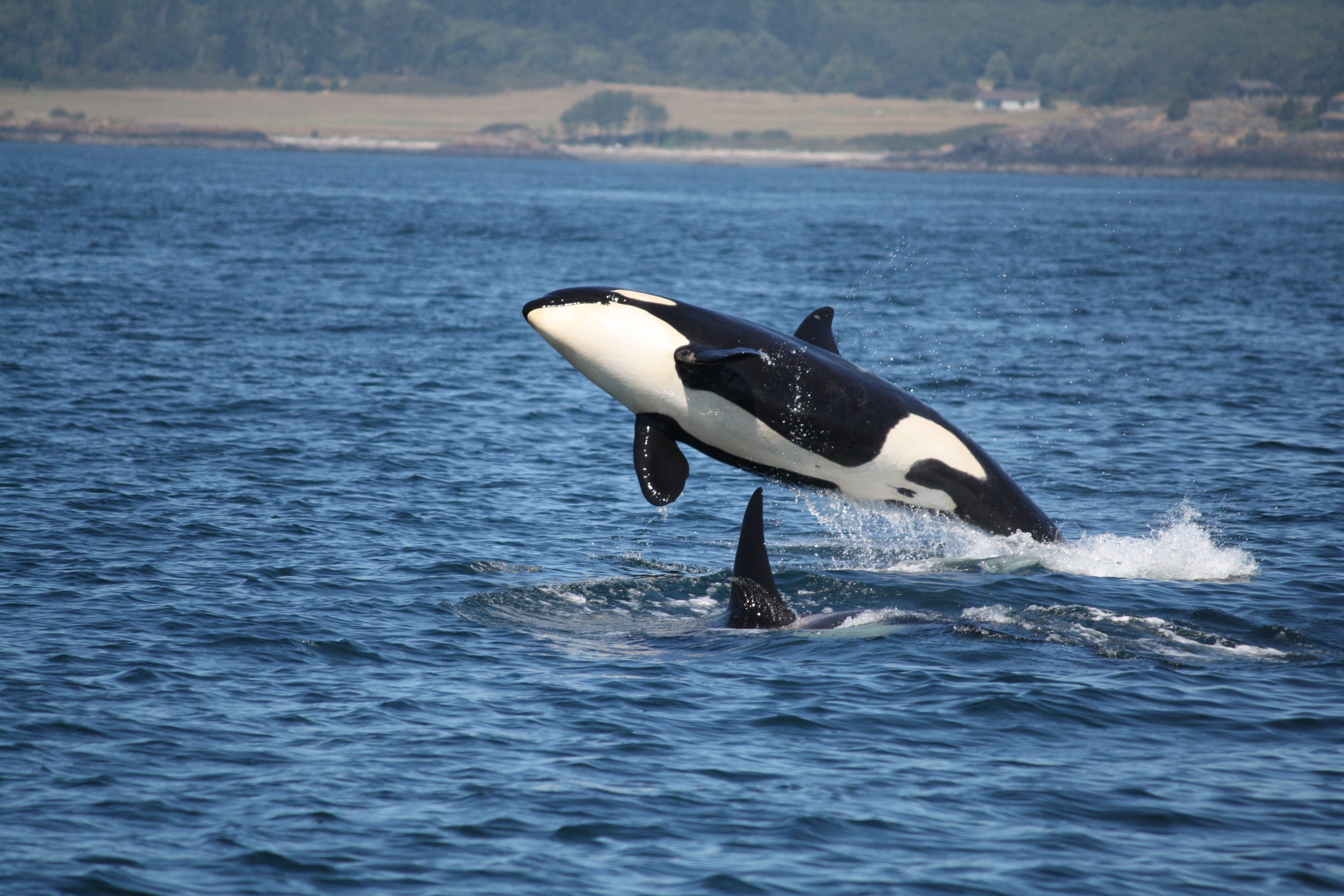 Orca Cyclops Species Introduction: Orcas - Conscious Explorer