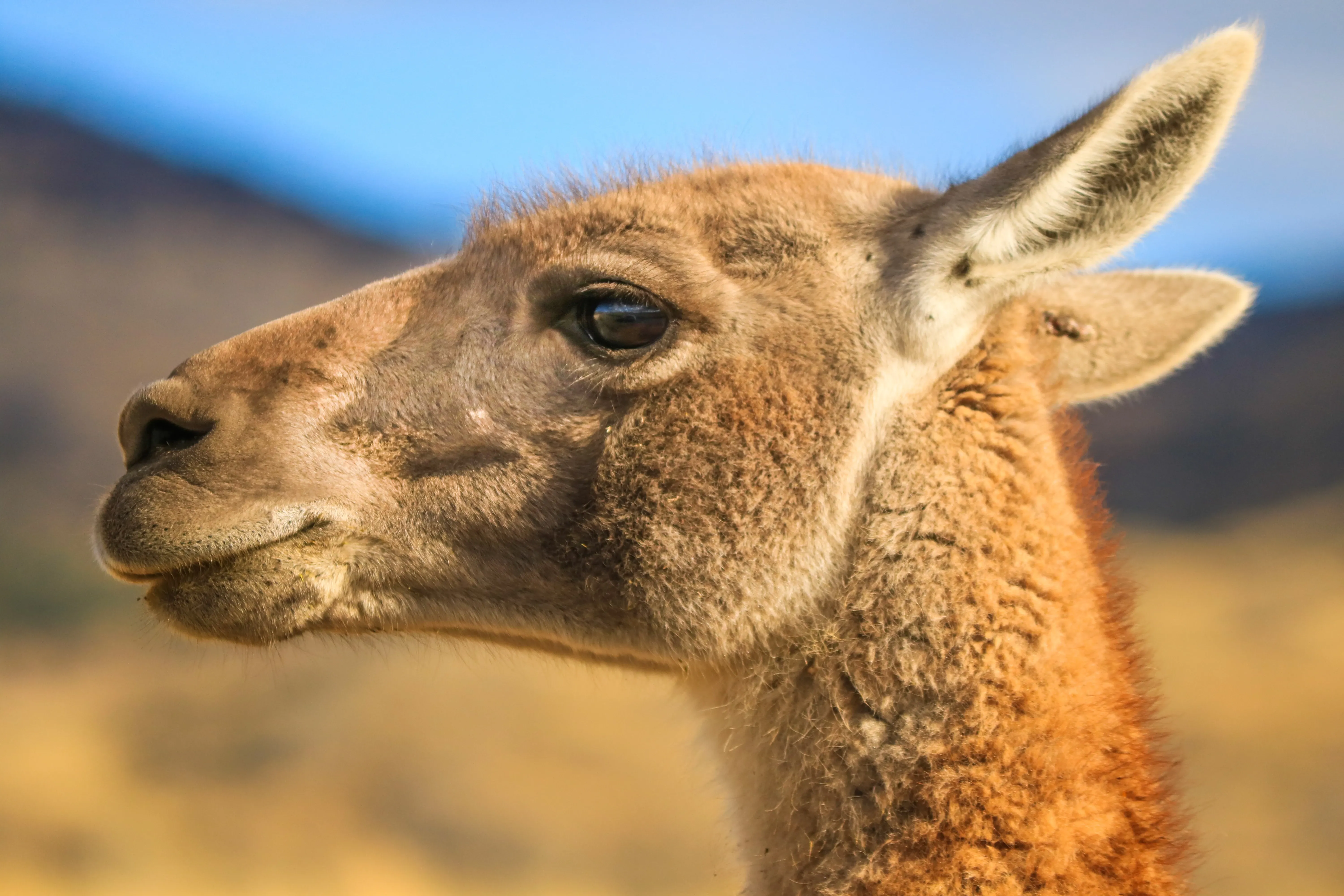 Head of a guanaco