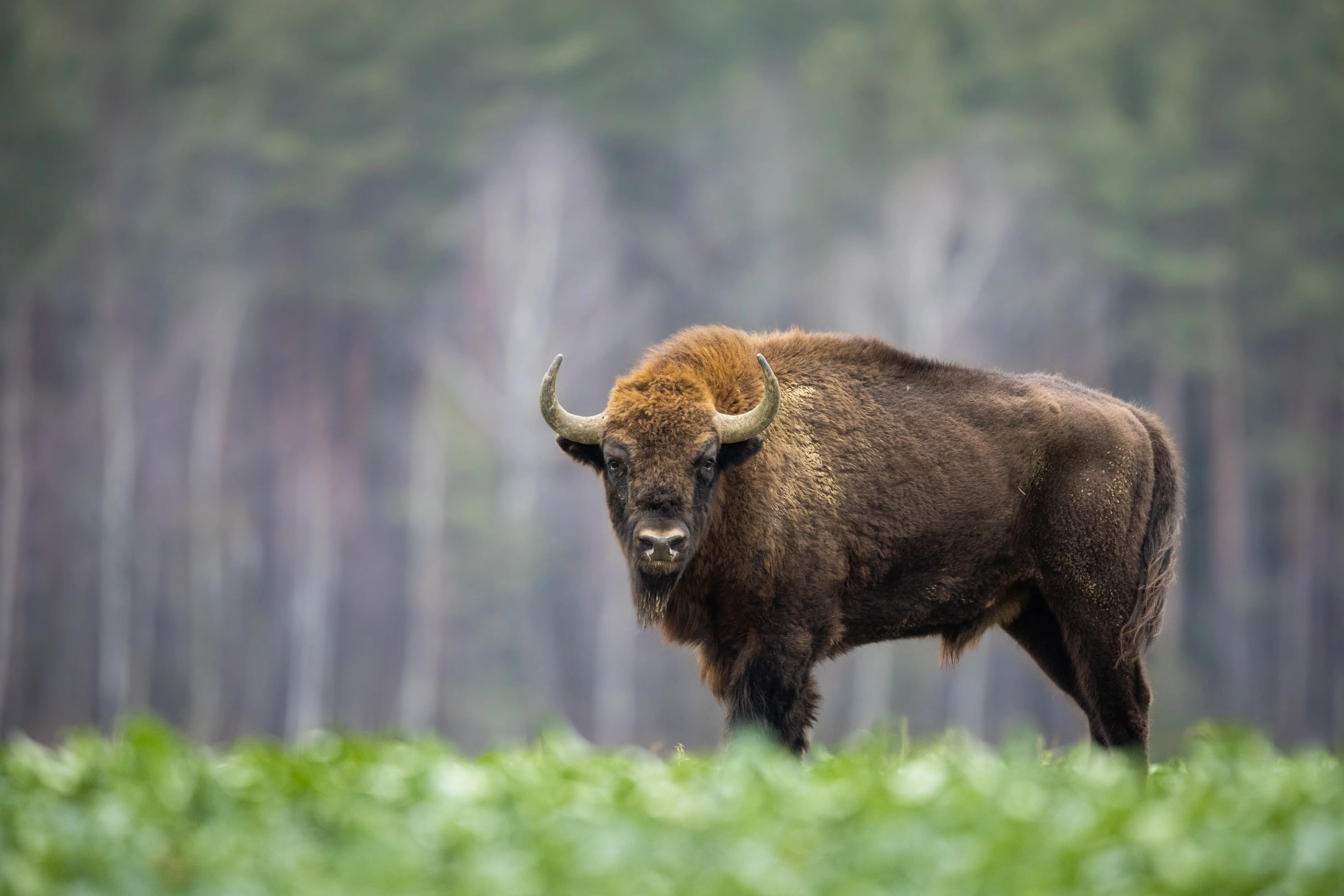 European bison