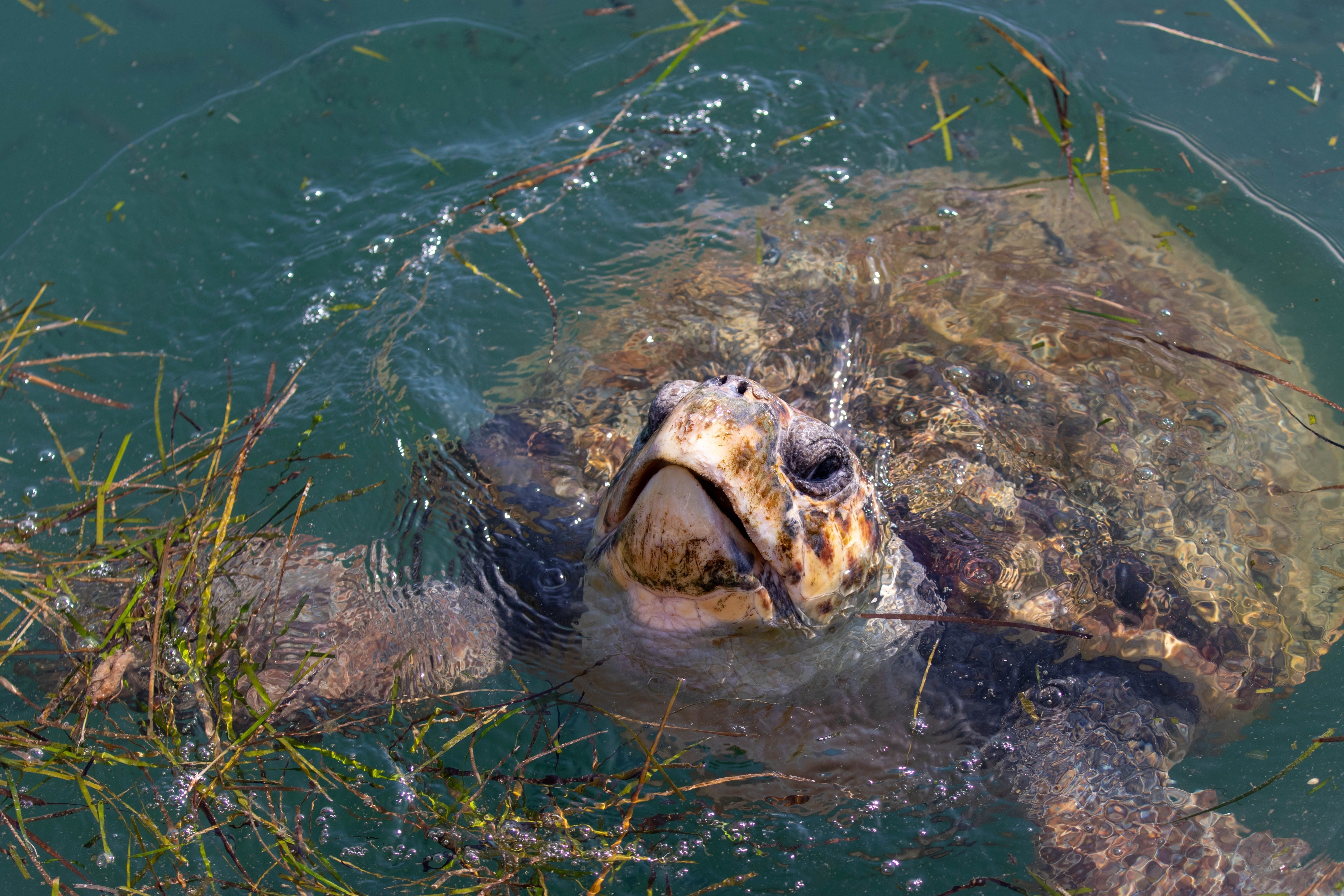 loggerhead turtle coming up for air
