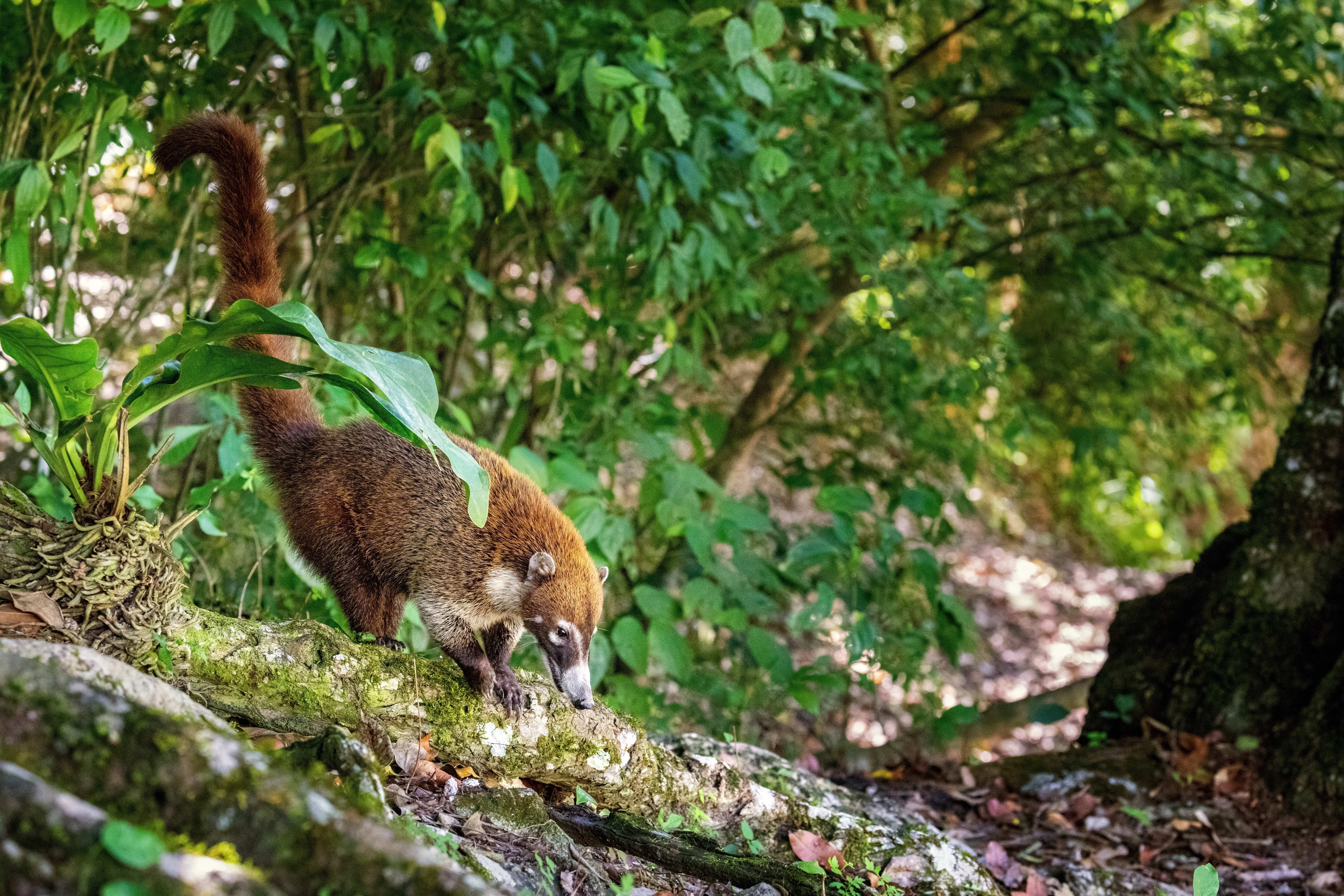 Coati