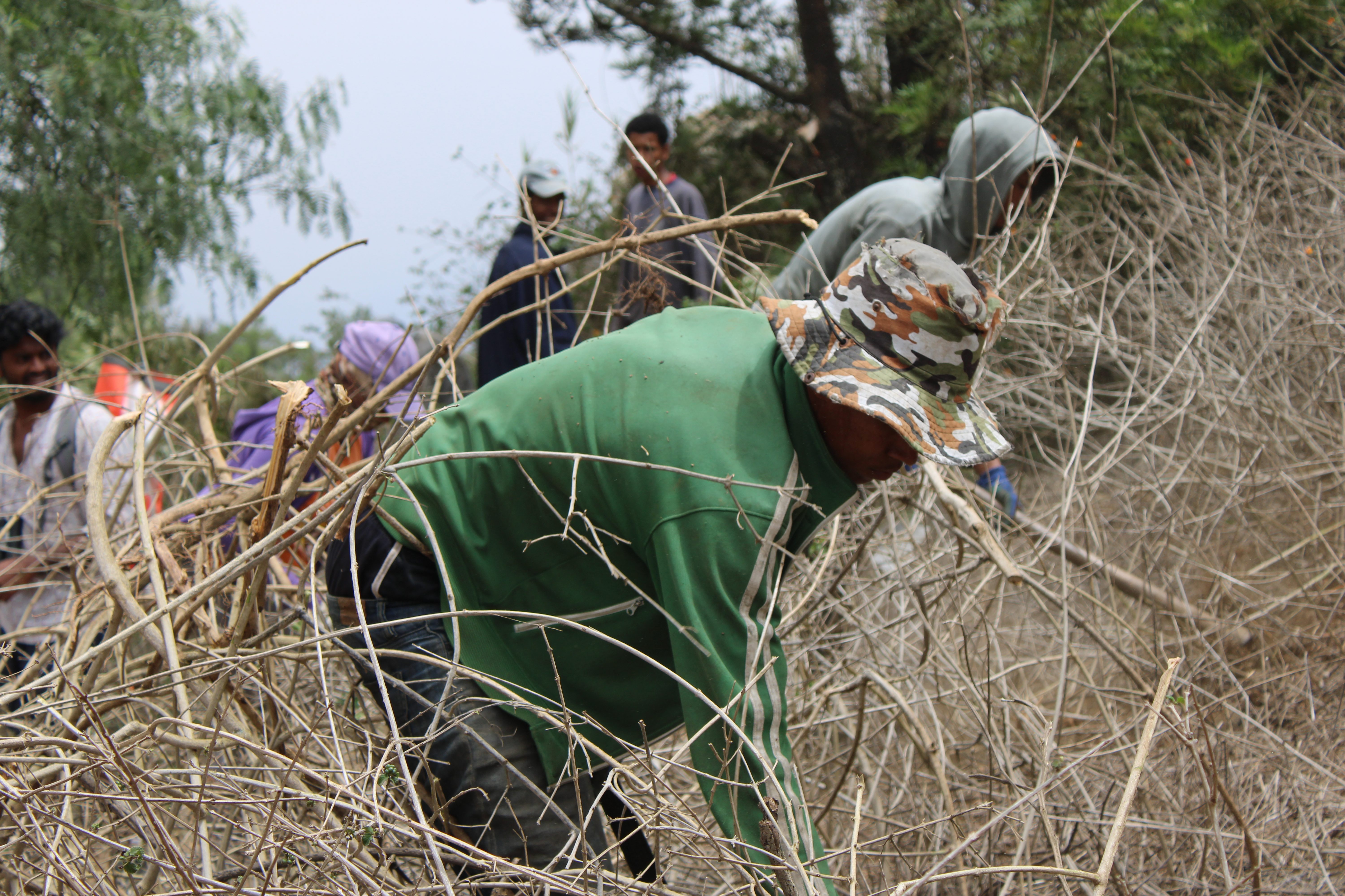 Staff removing lantana from the area