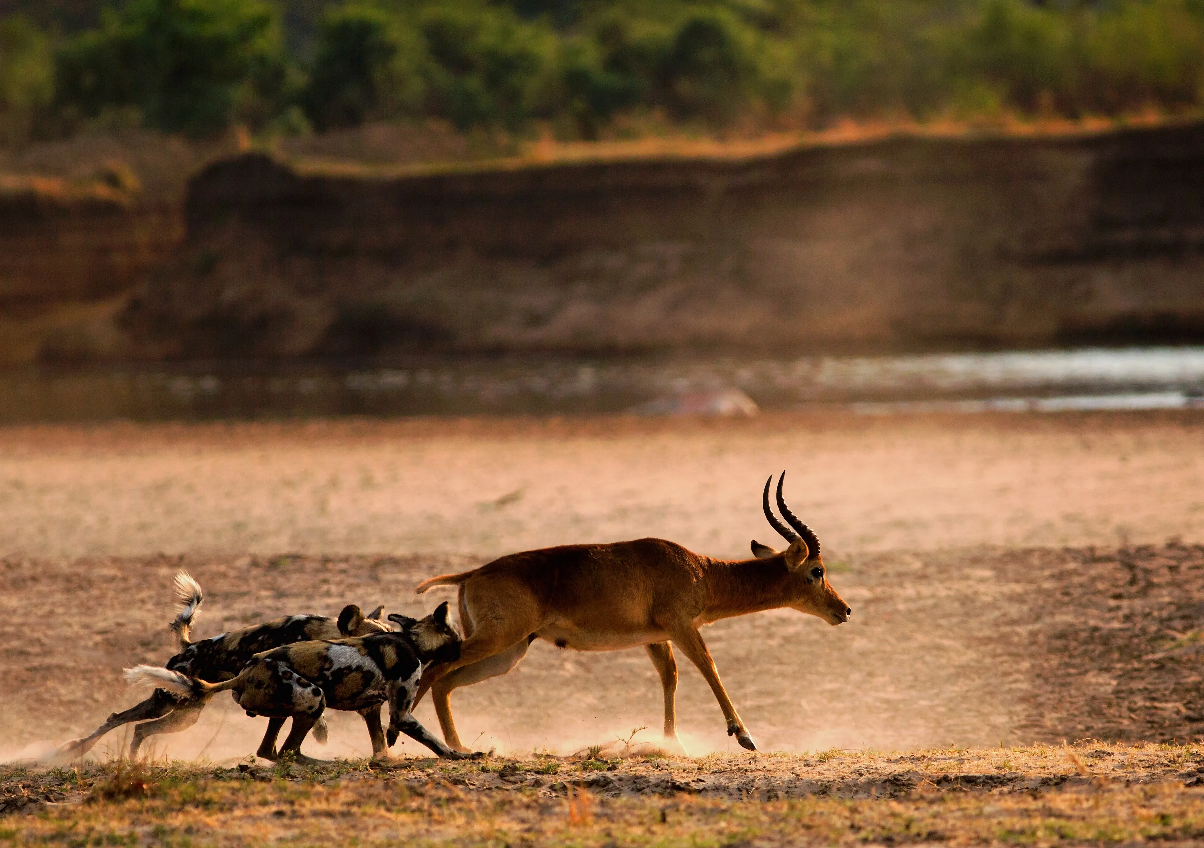 Wildhund jagt Impala