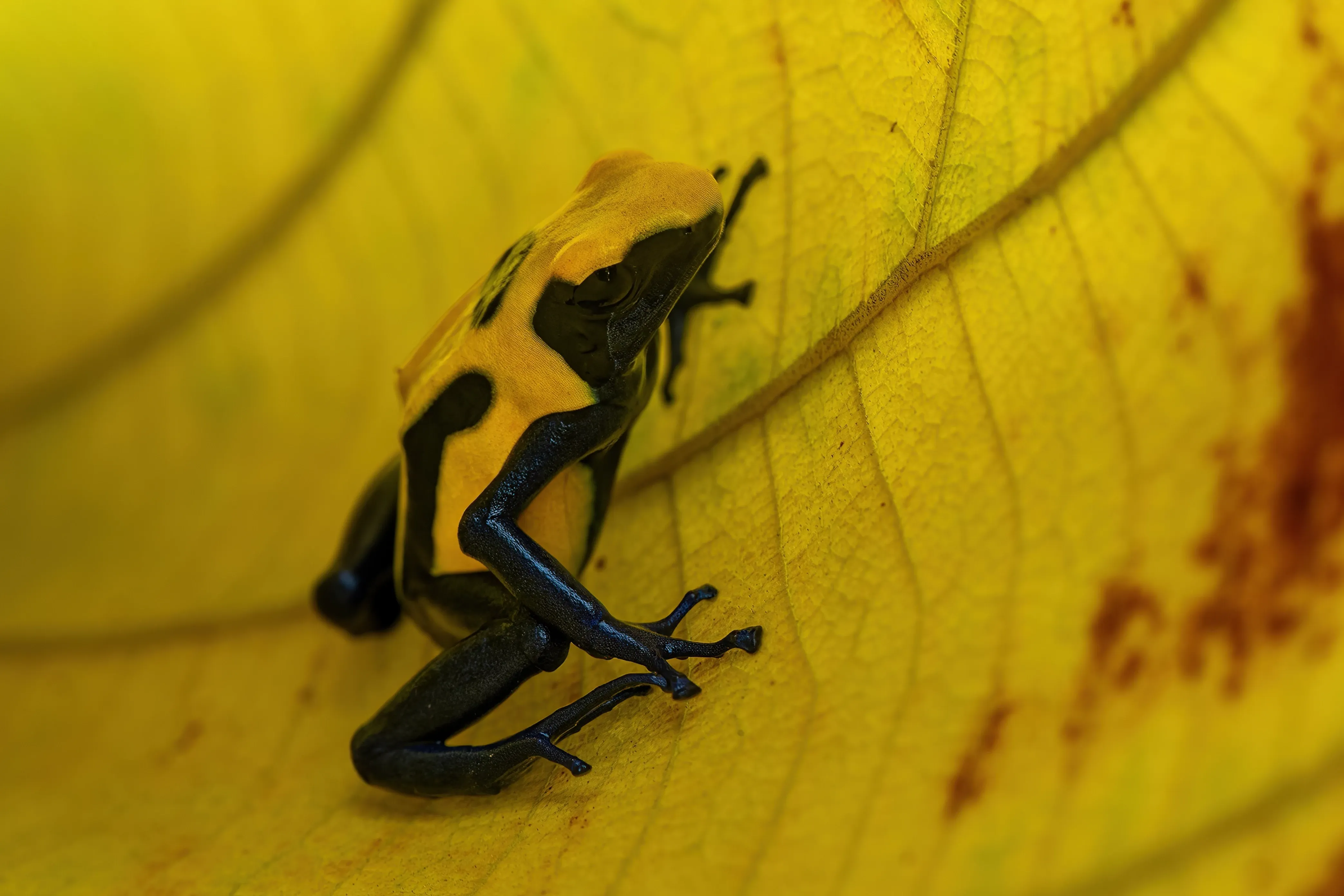 poison dart frog
