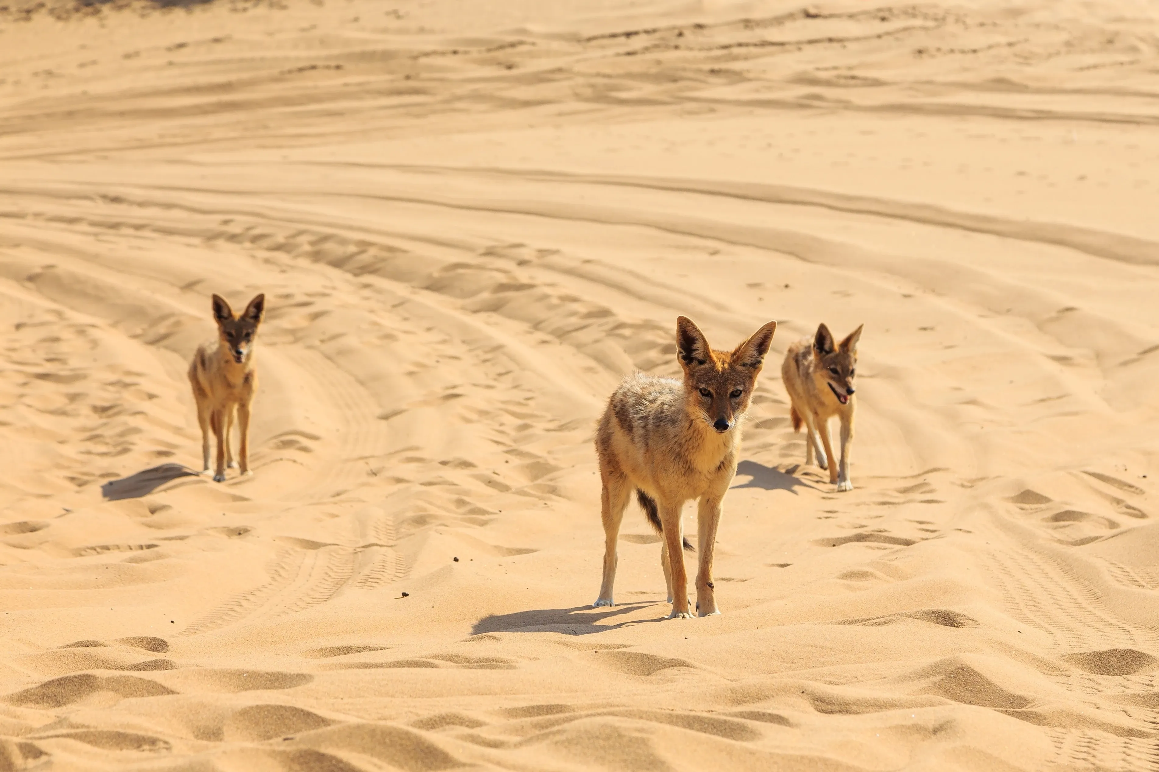 Namib desert jackals