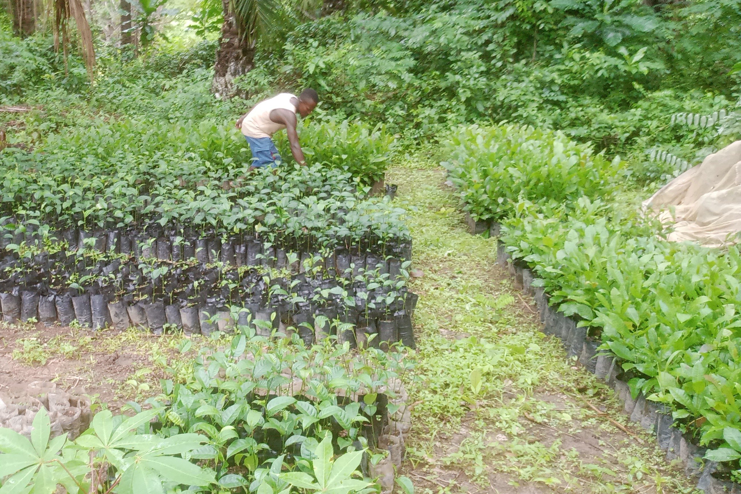 Blick auf das Setzlingslager der Gemeinde