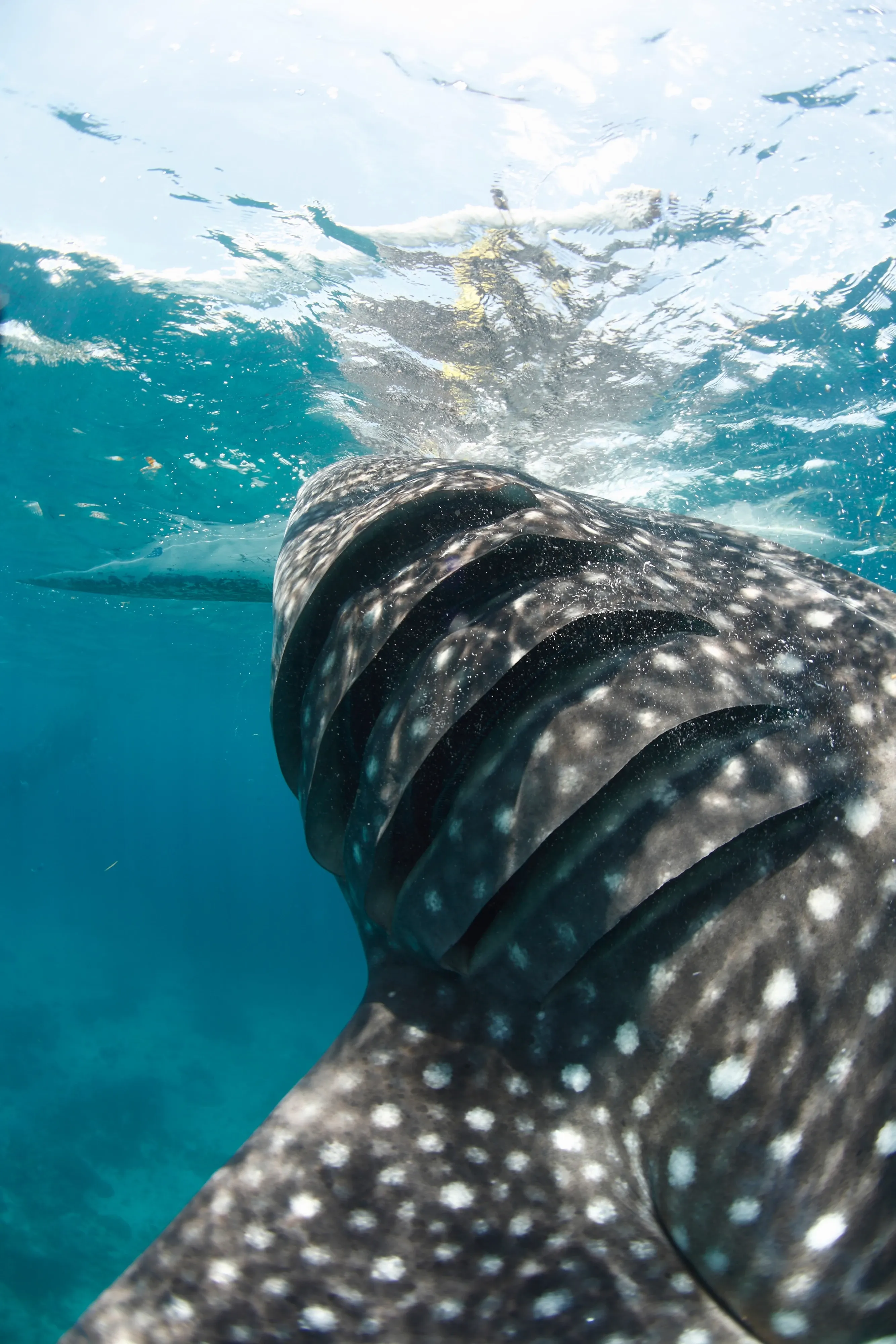 whale shark gill