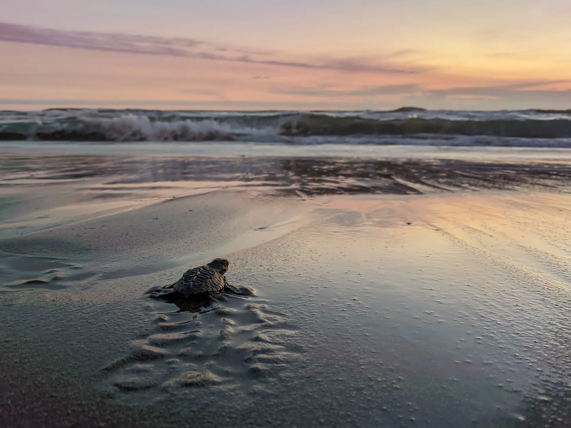 turtle hatchling racing for the water