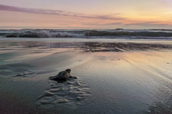 turtle hatchling racing for the water