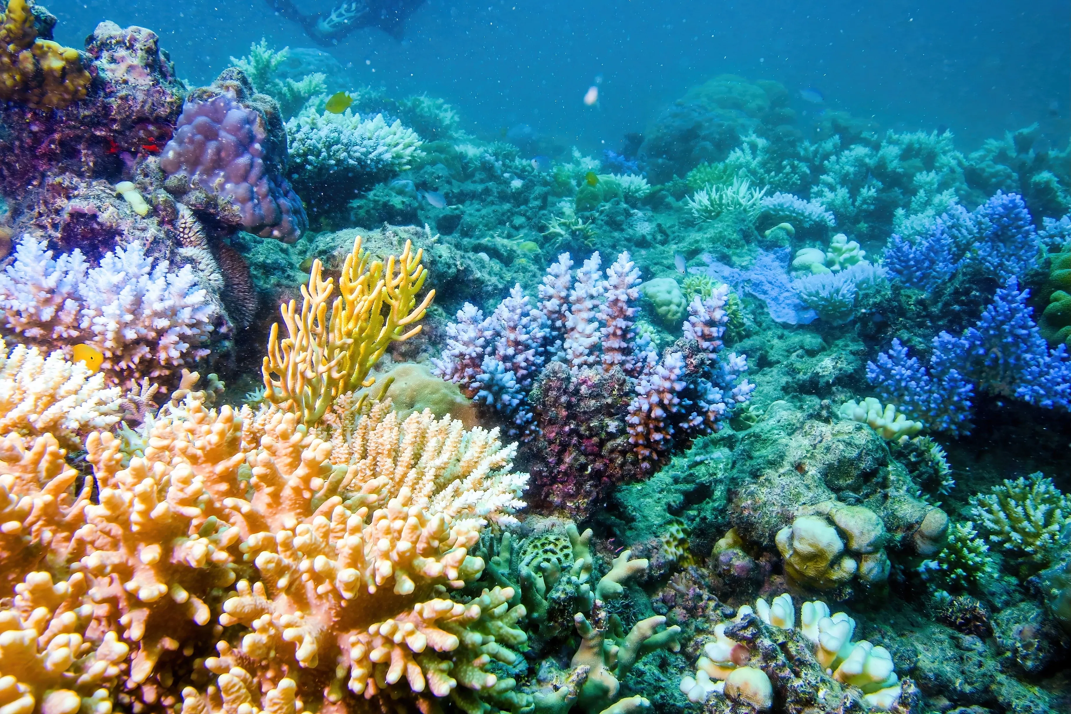 Coral reef upclose