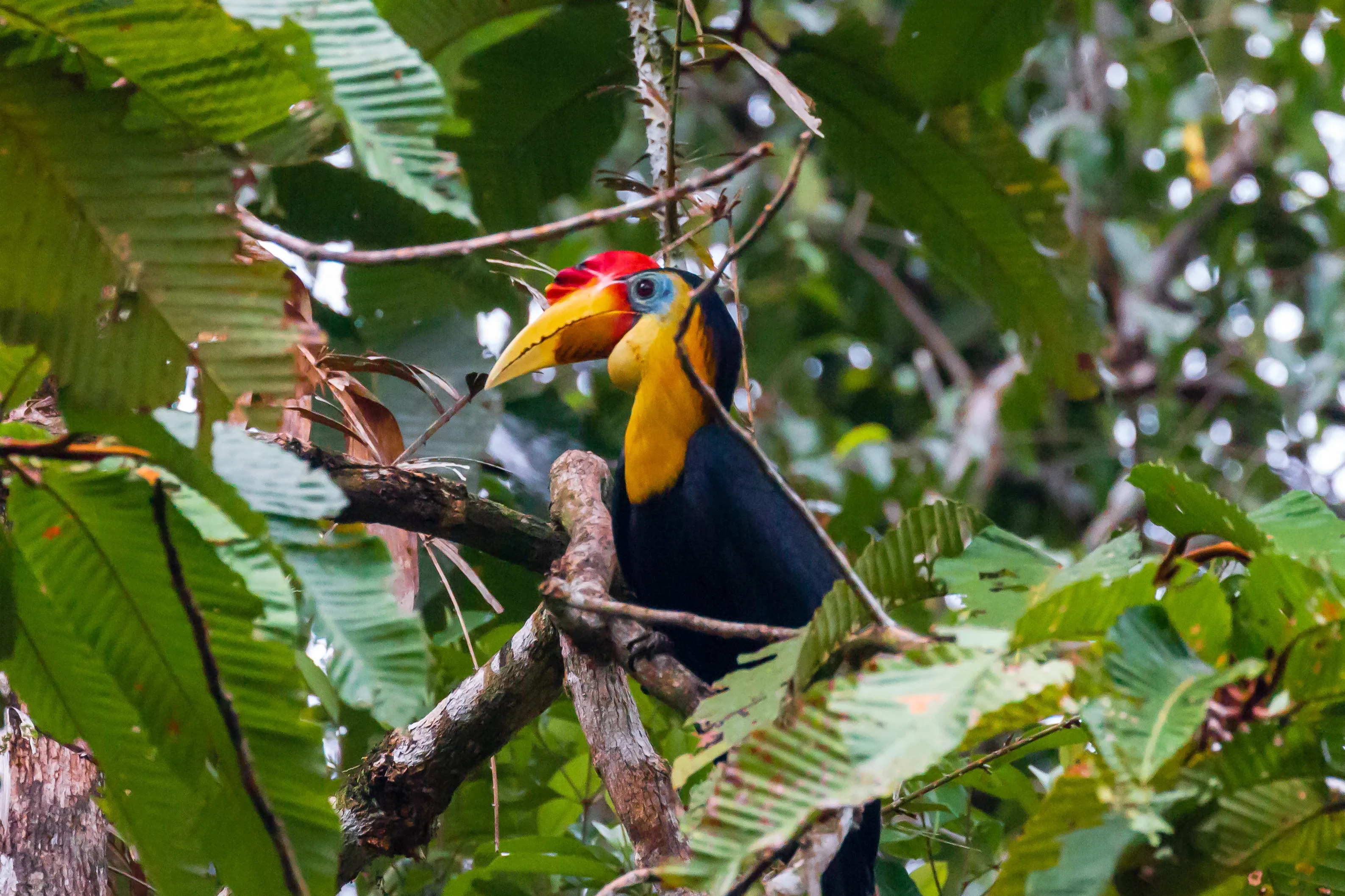 Bunter Rhinozerosvogel im Baum, Borneo