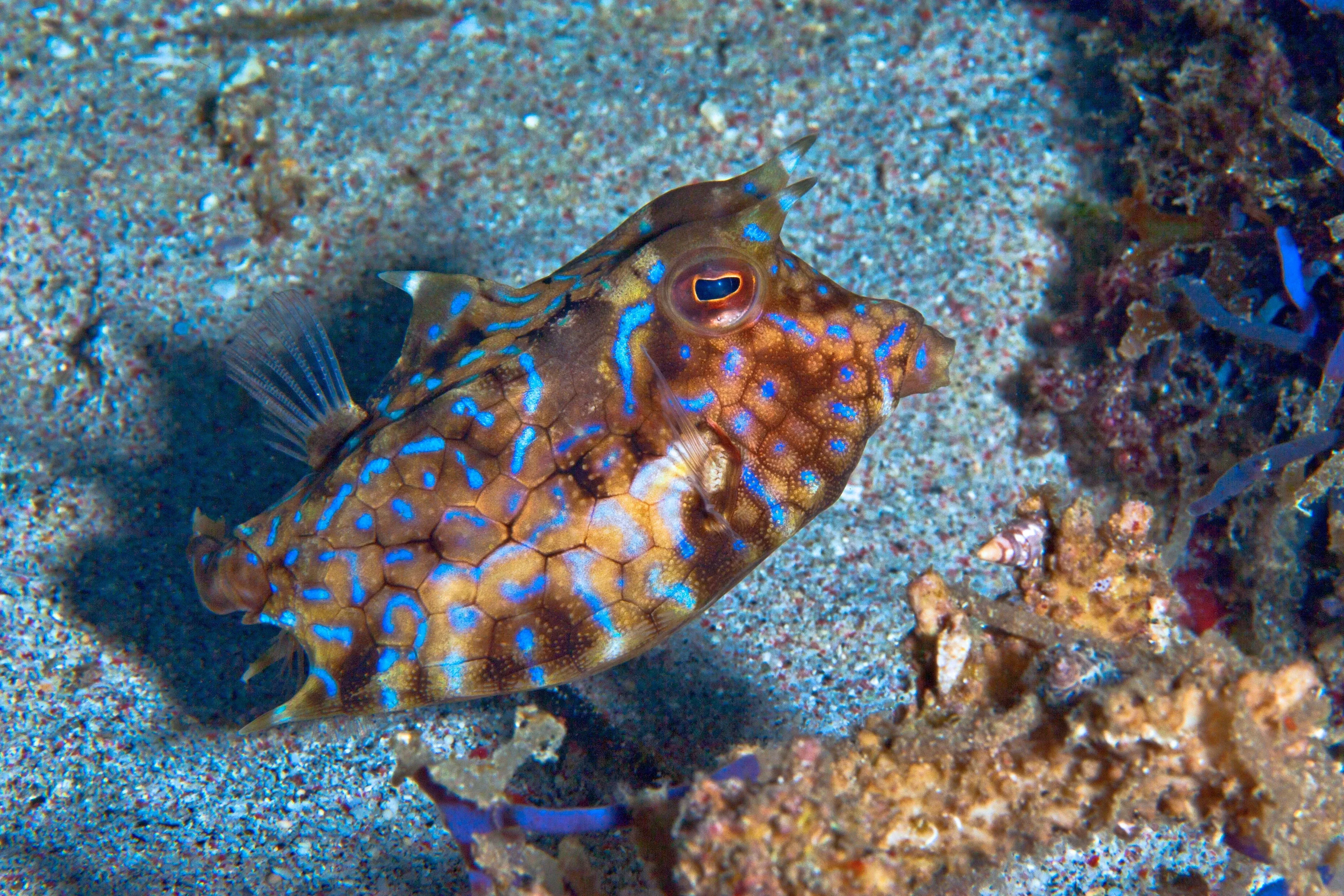 cephalopod