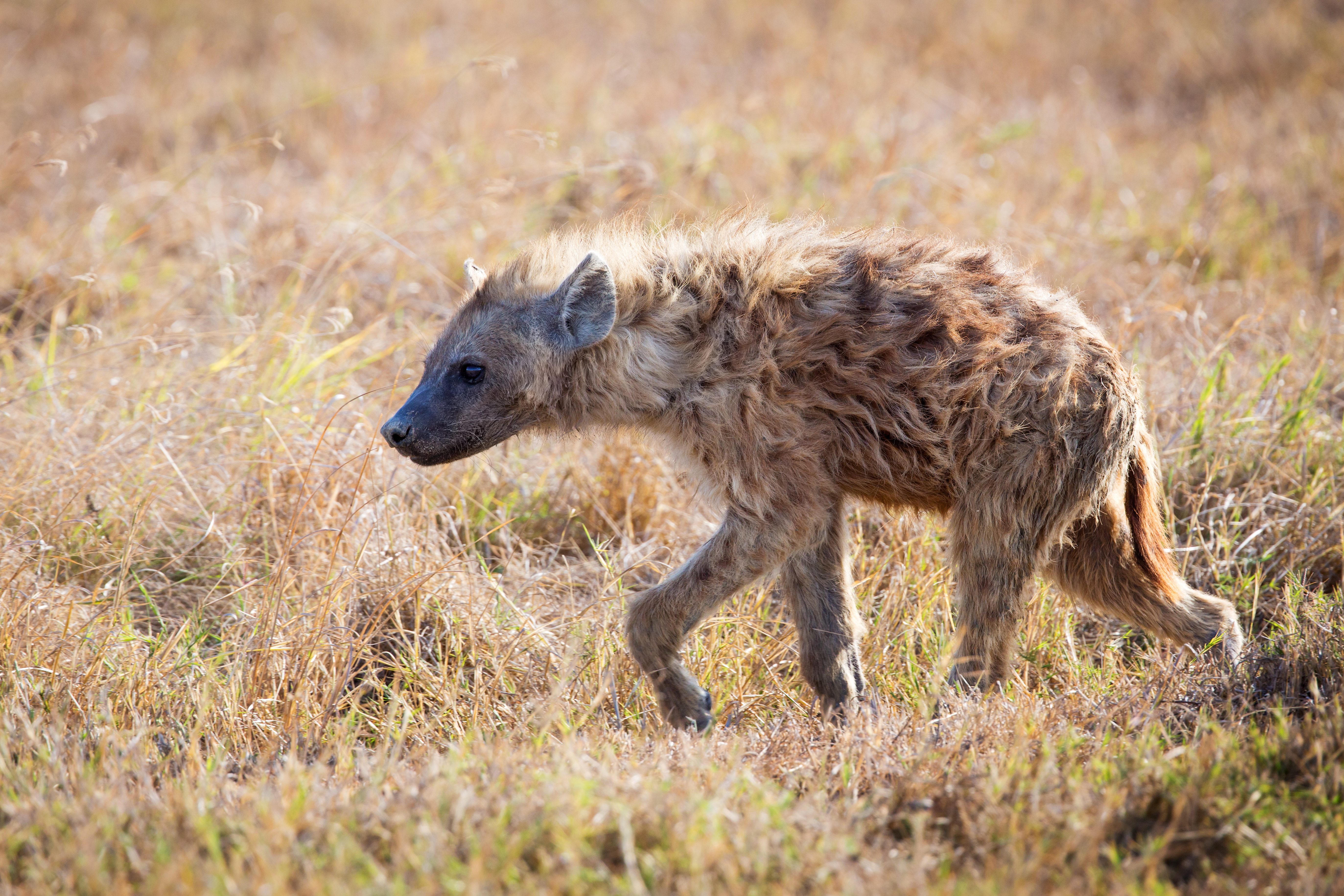 young hyenas