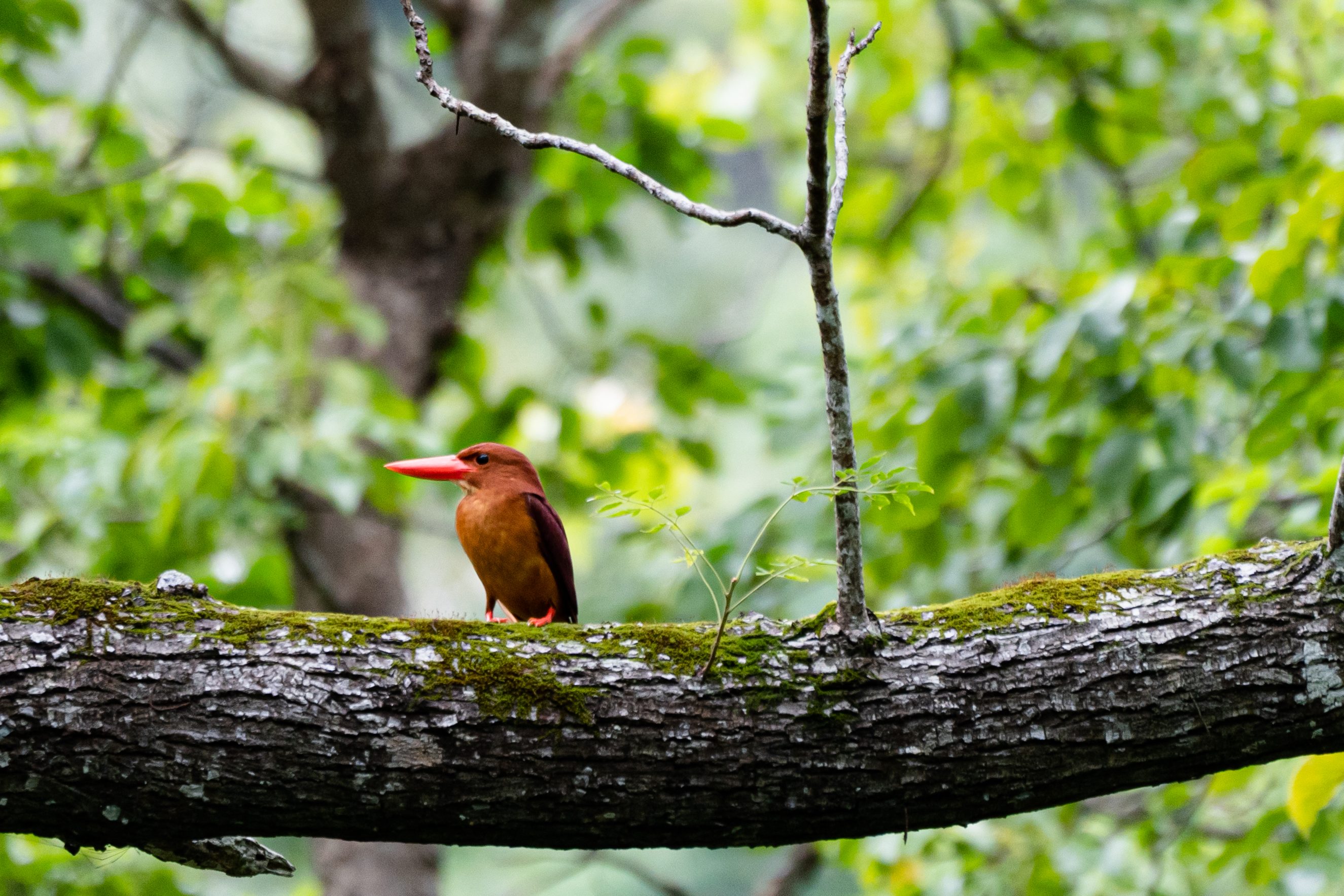 Vogel außerhalb der baumreichen Baumhausunterkunft