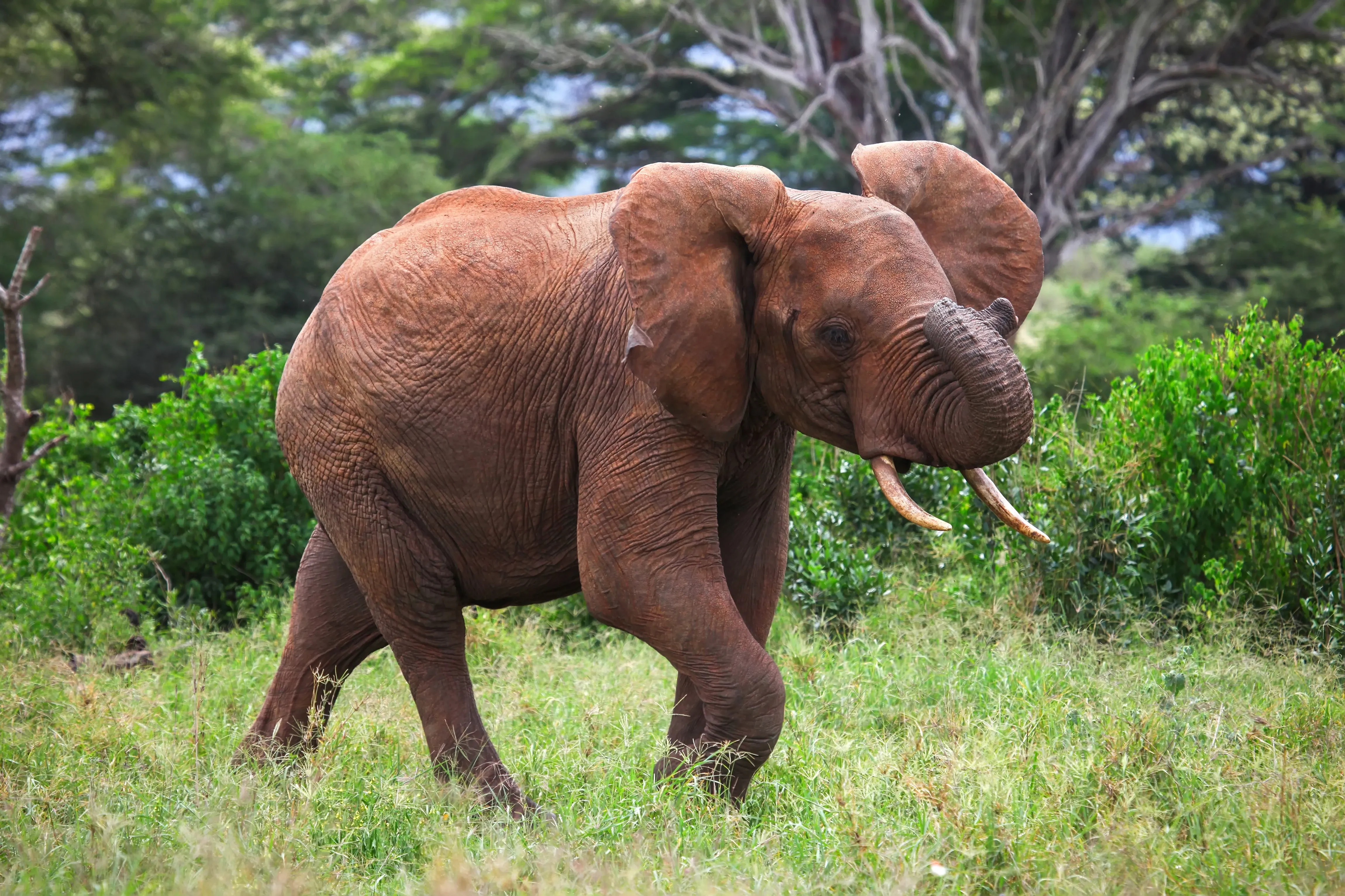 Forest elephant wrapping trunk