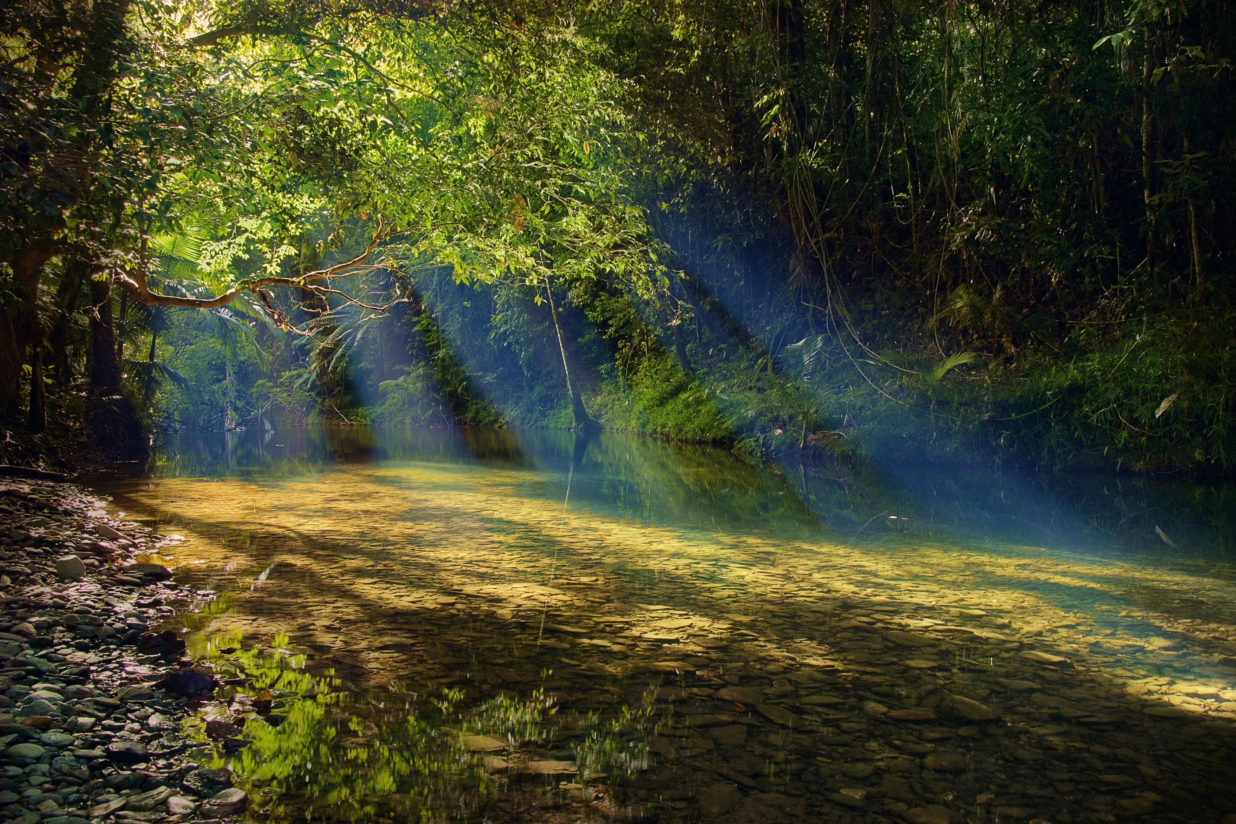 Daintree-Regenwaldteich im Sonnenlicht