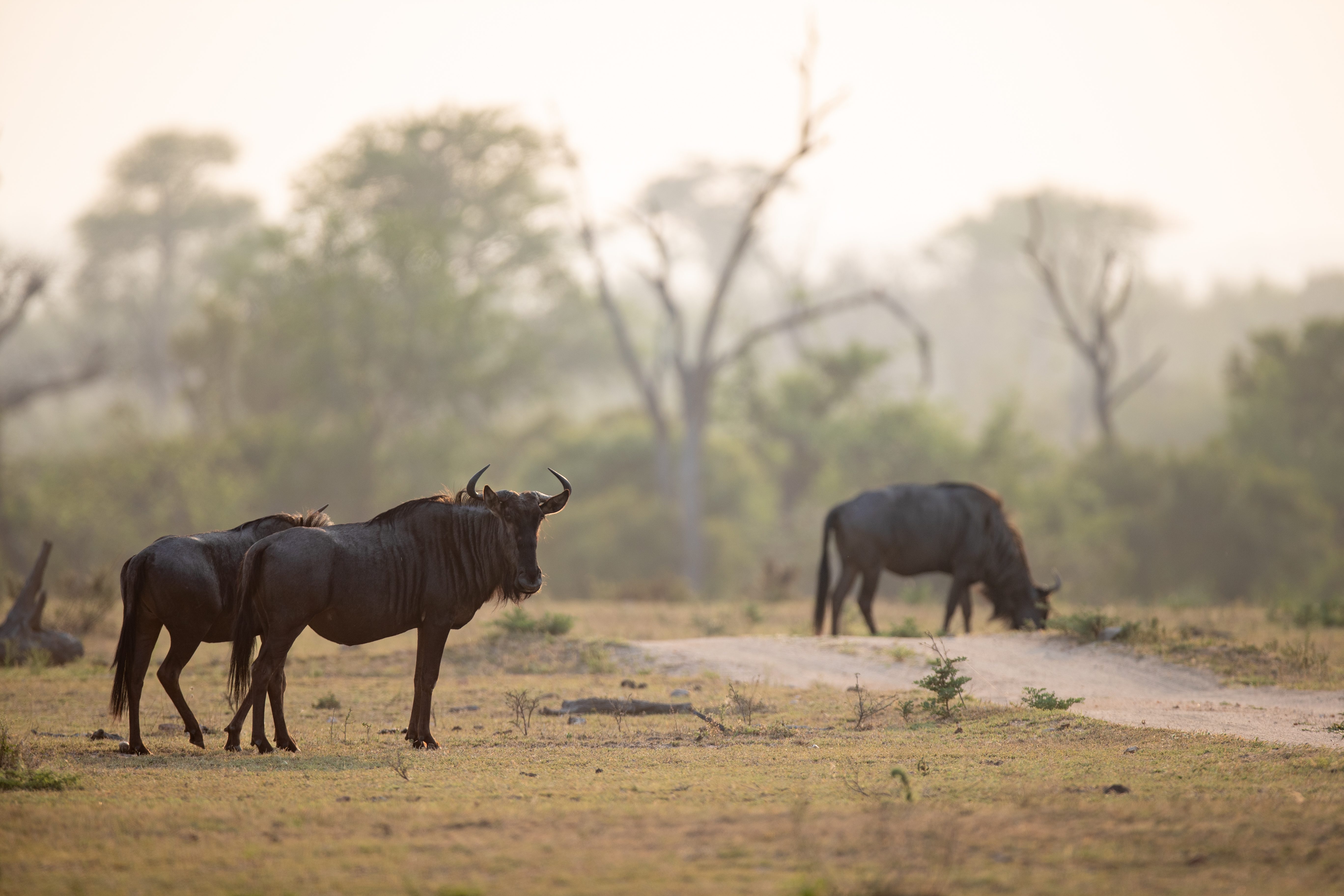 wildebeest