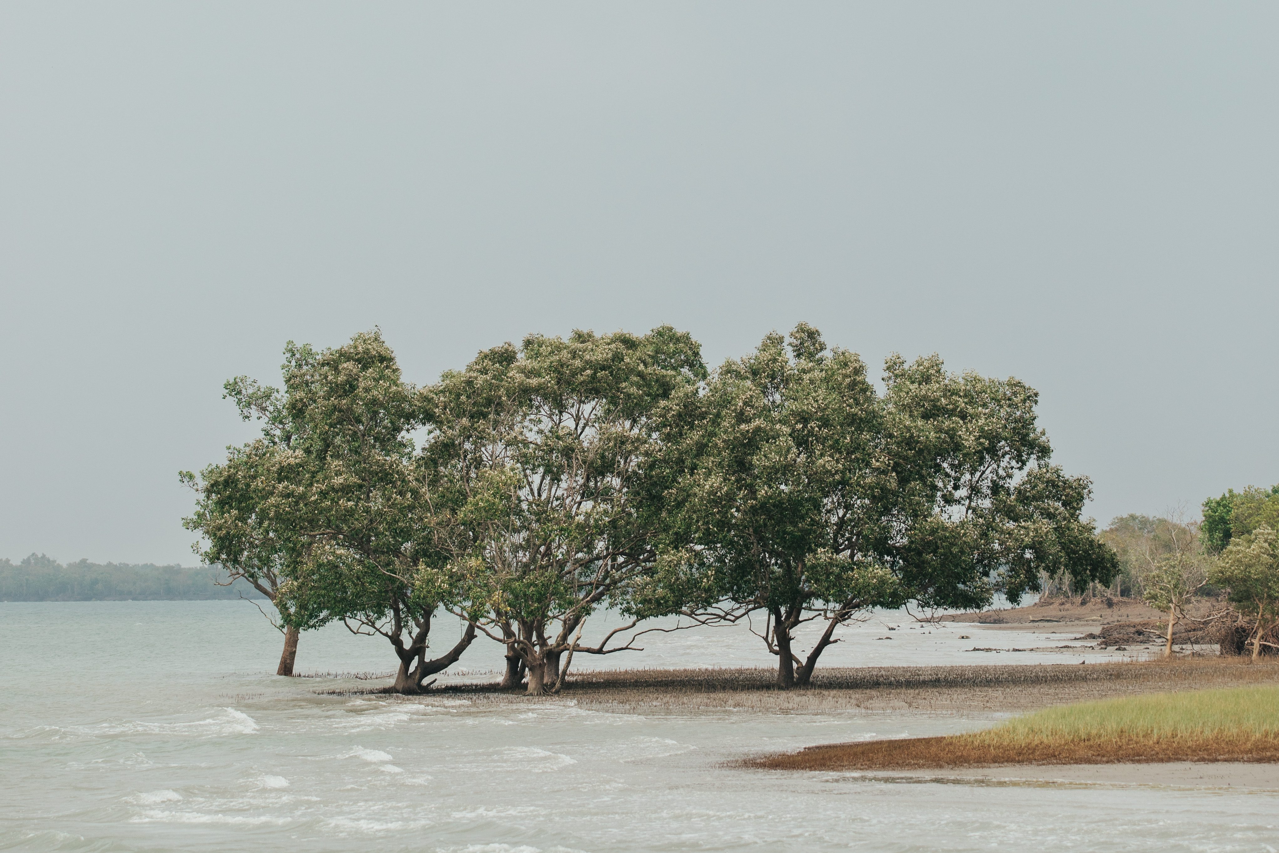 Coastal trees