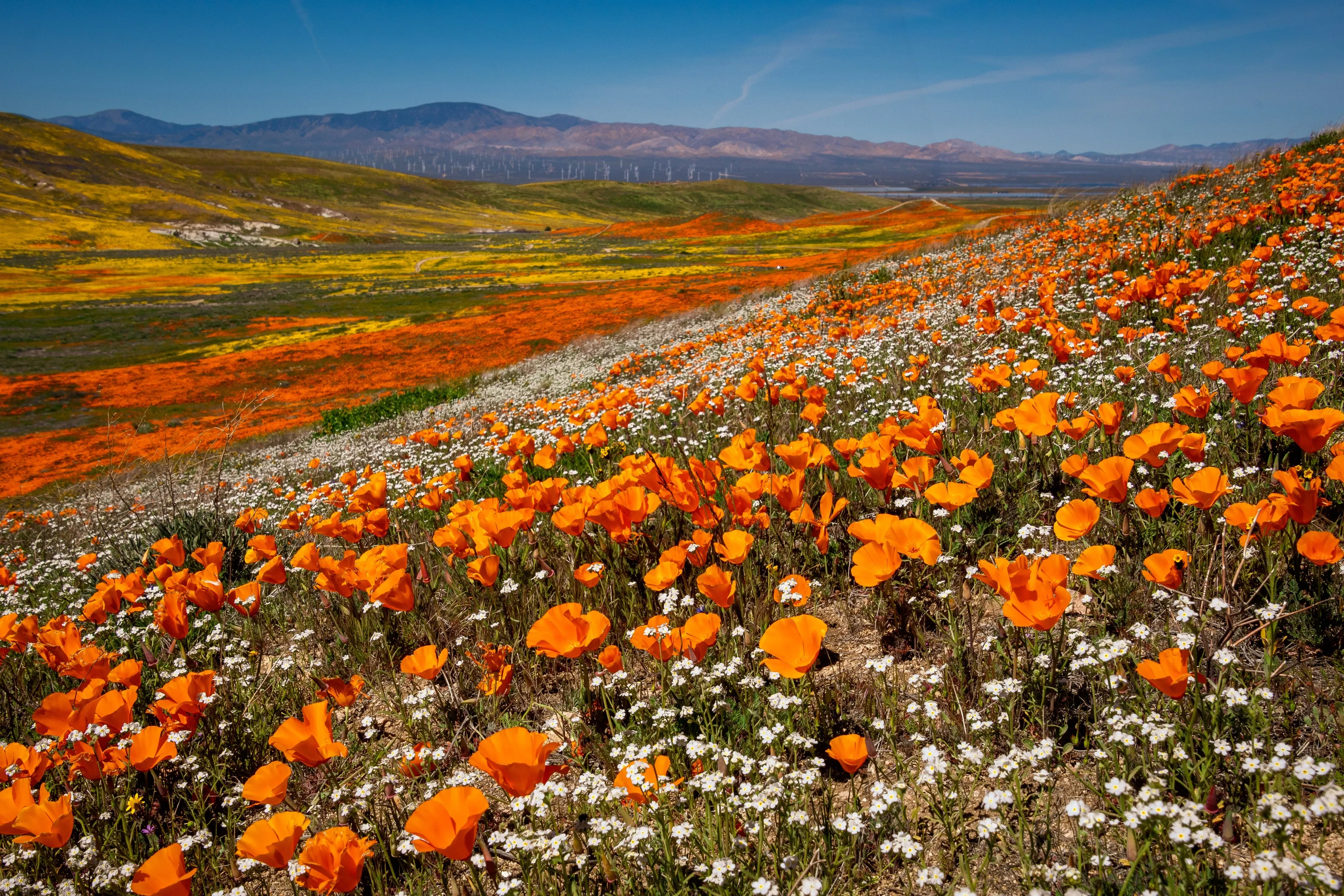 California view of poppies