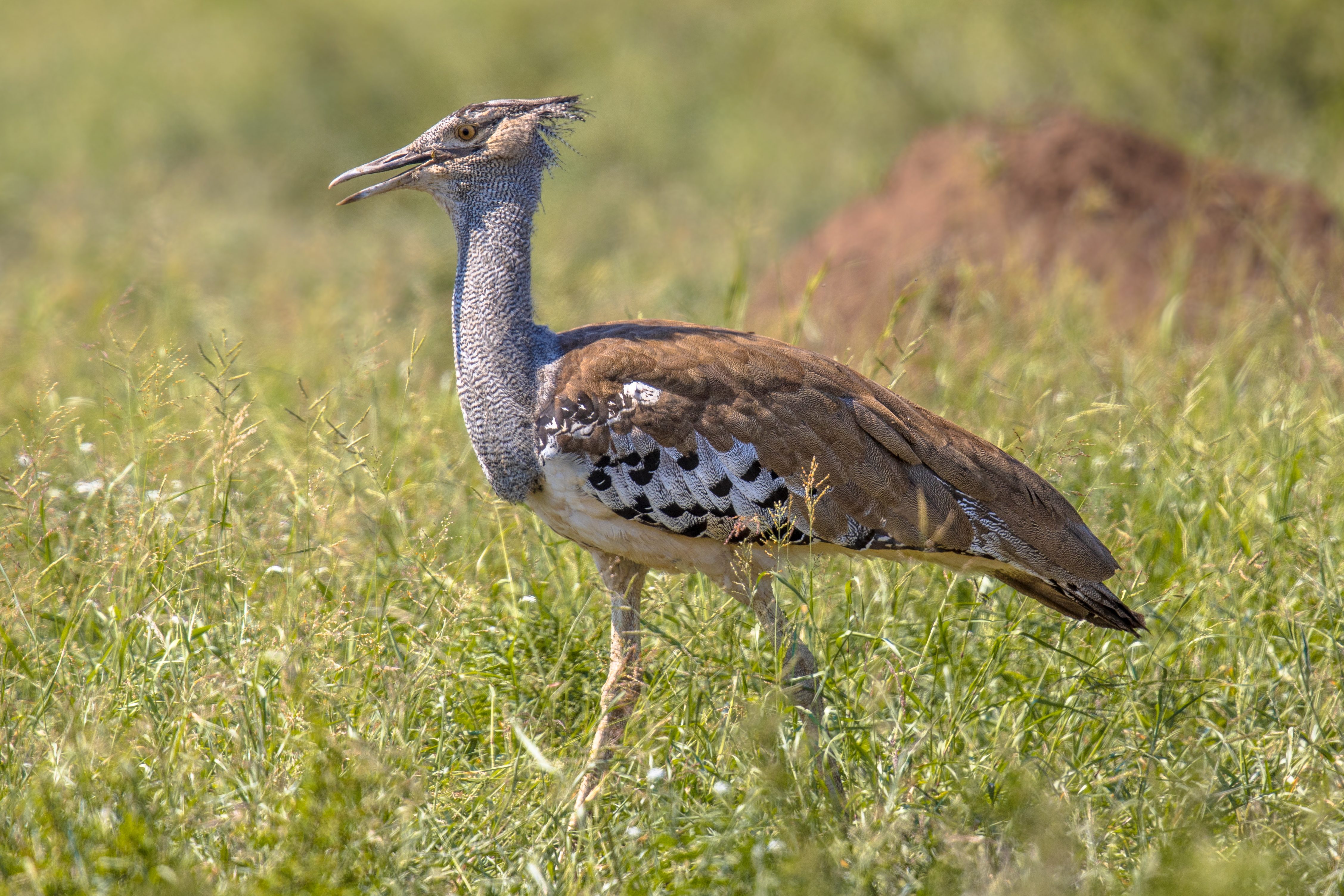 Kori bustard