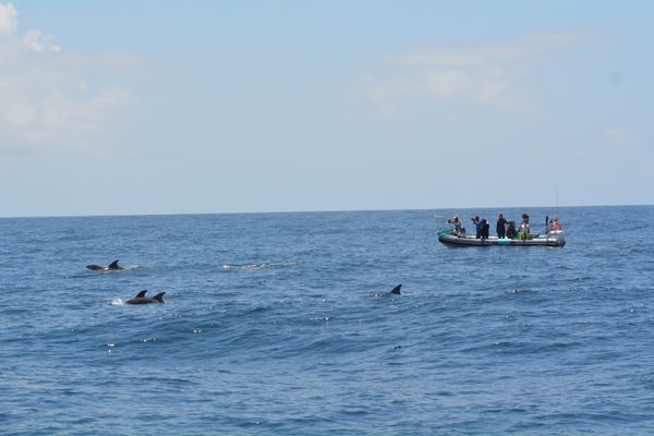 Forschungsschiff von Delfinen