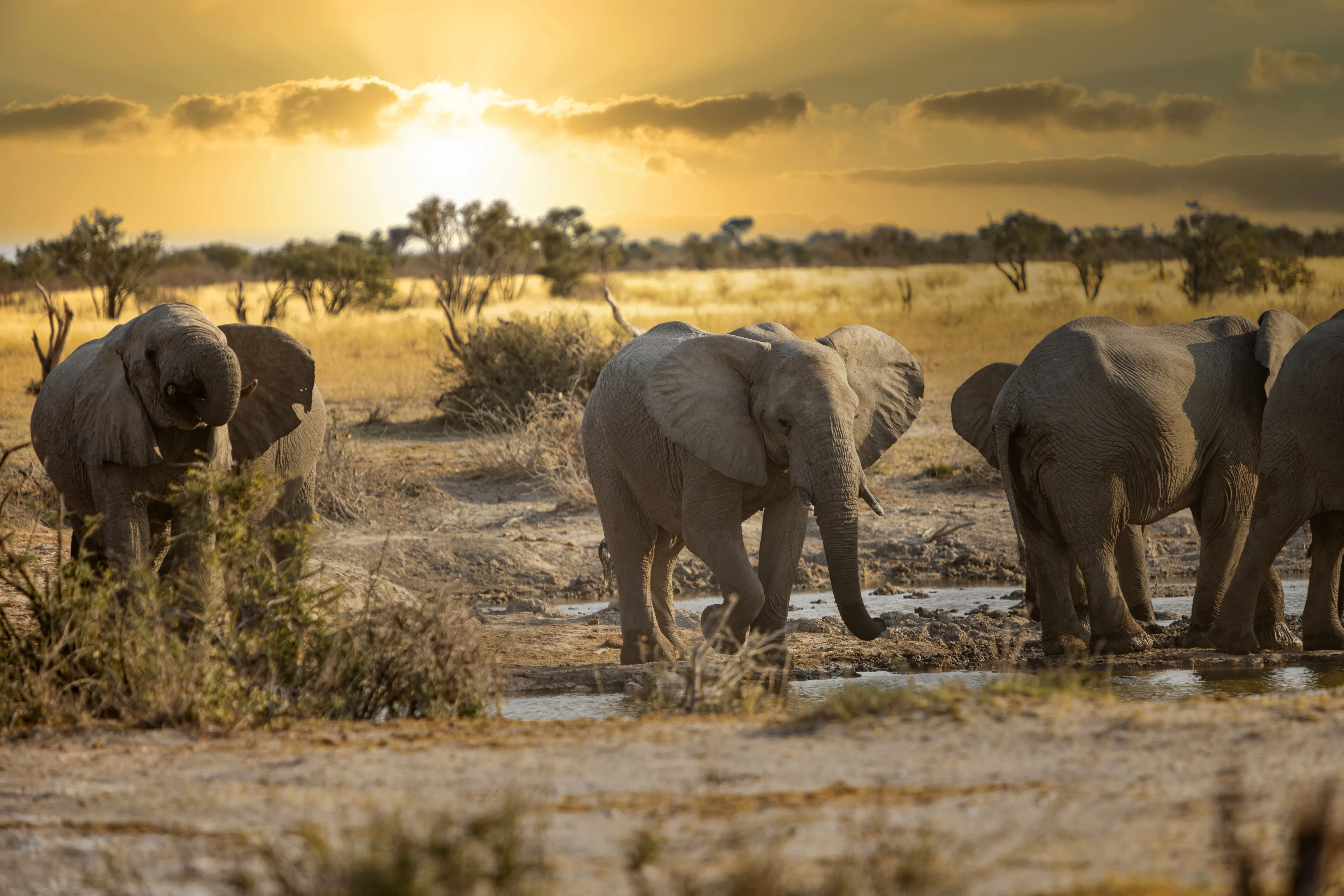 Elefanten gegen den Sonnenuntergang