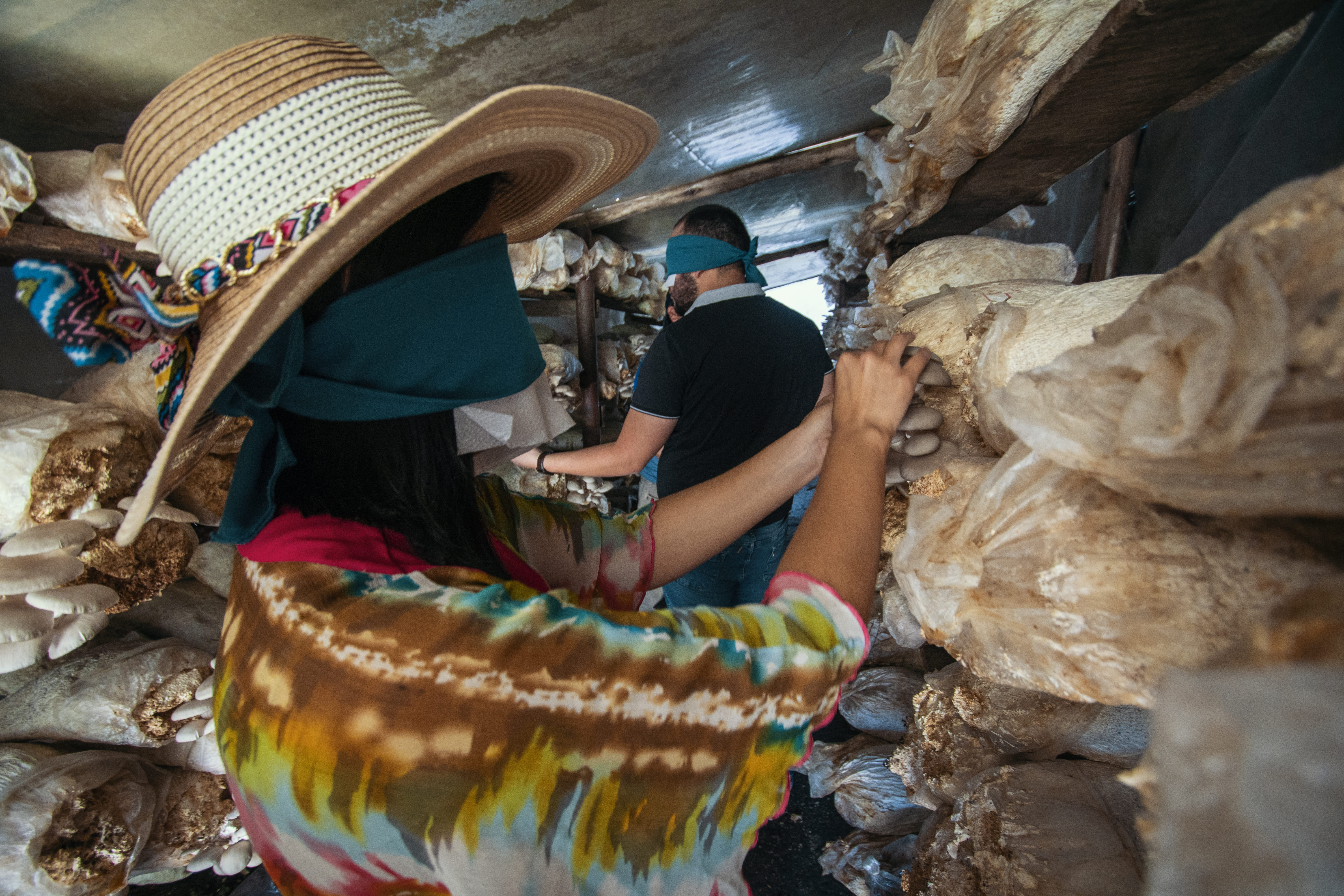 mushroom sensory experience