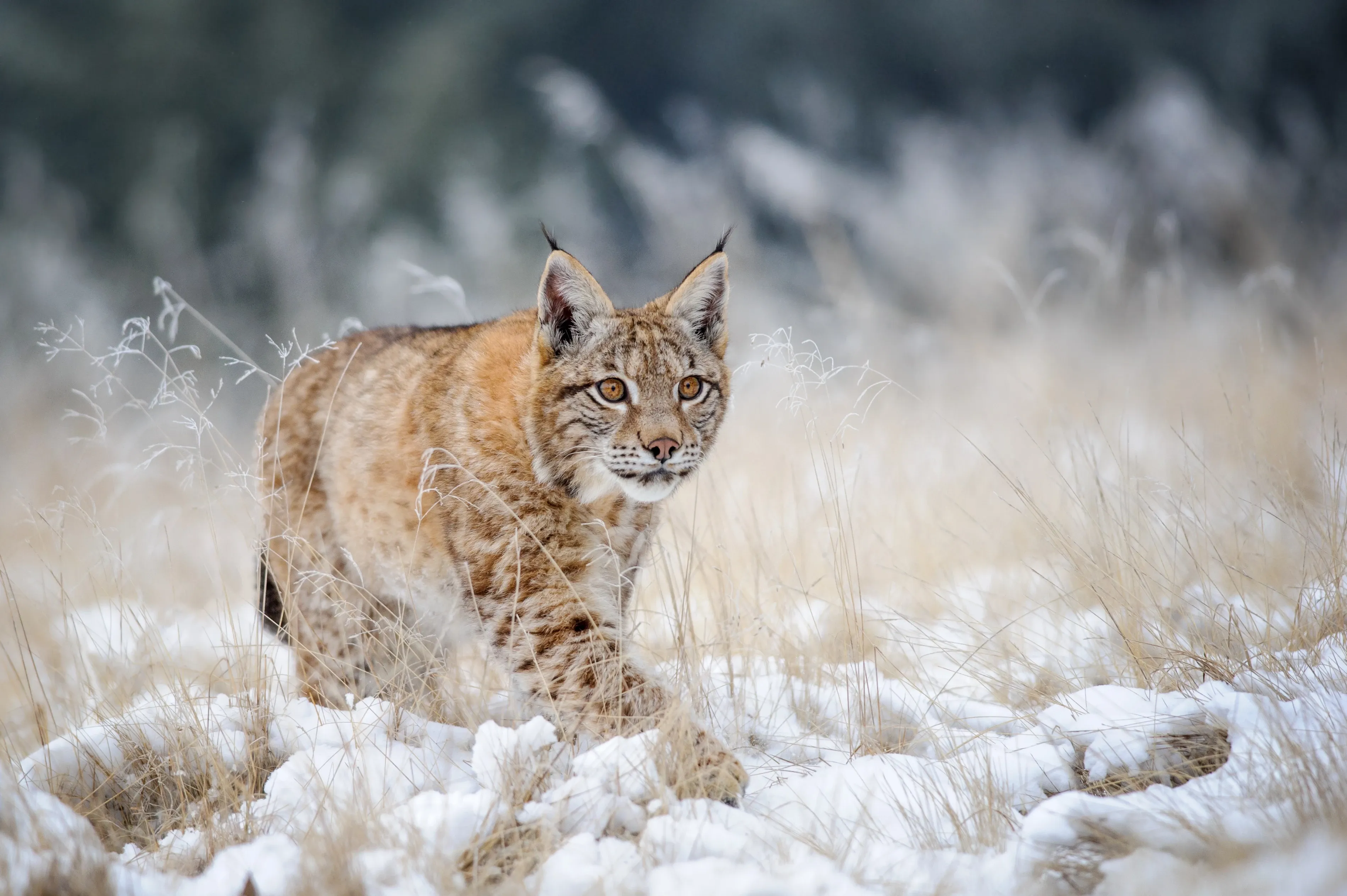 Lynx in snow