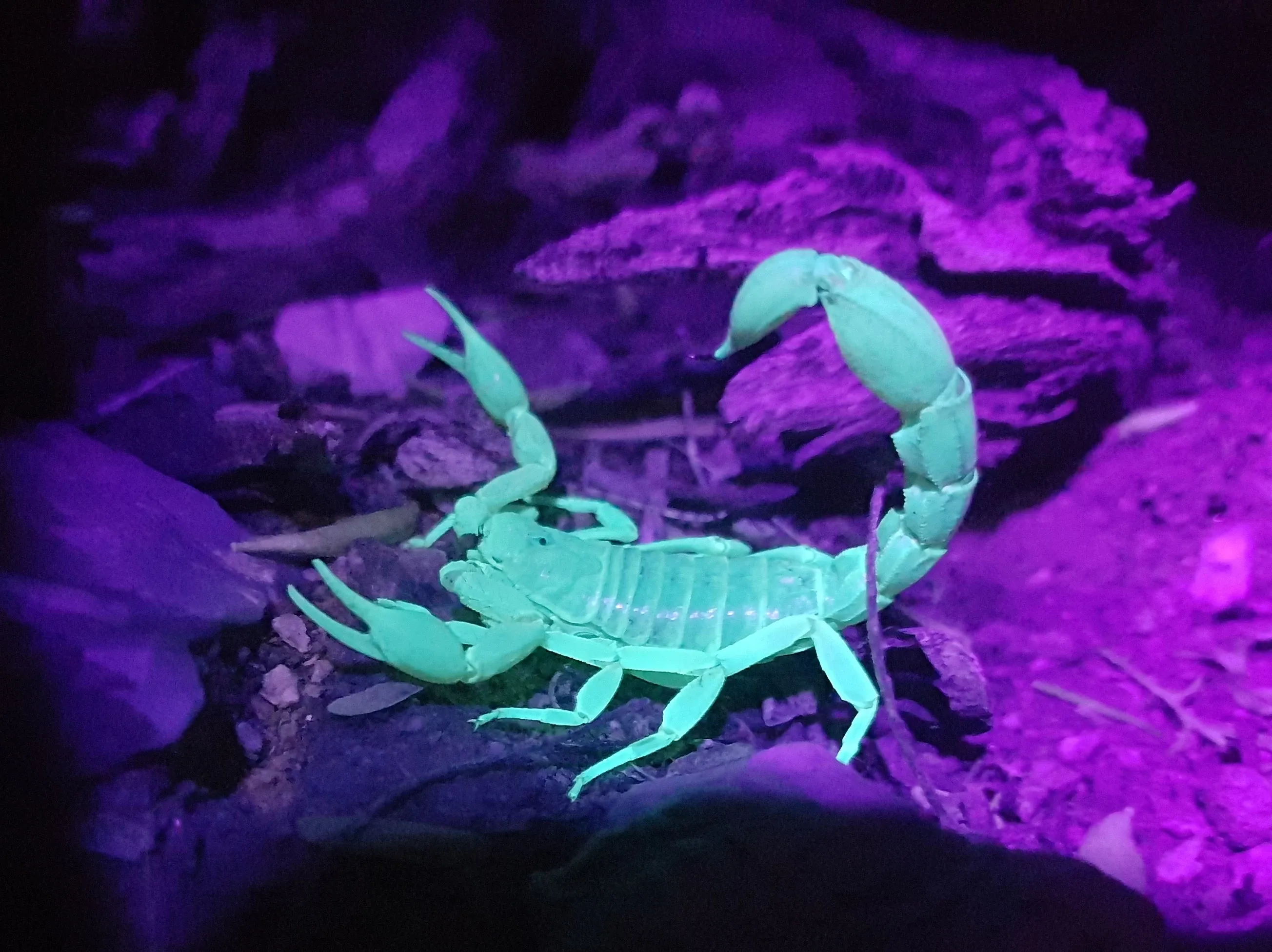 Scorpion under UV Light