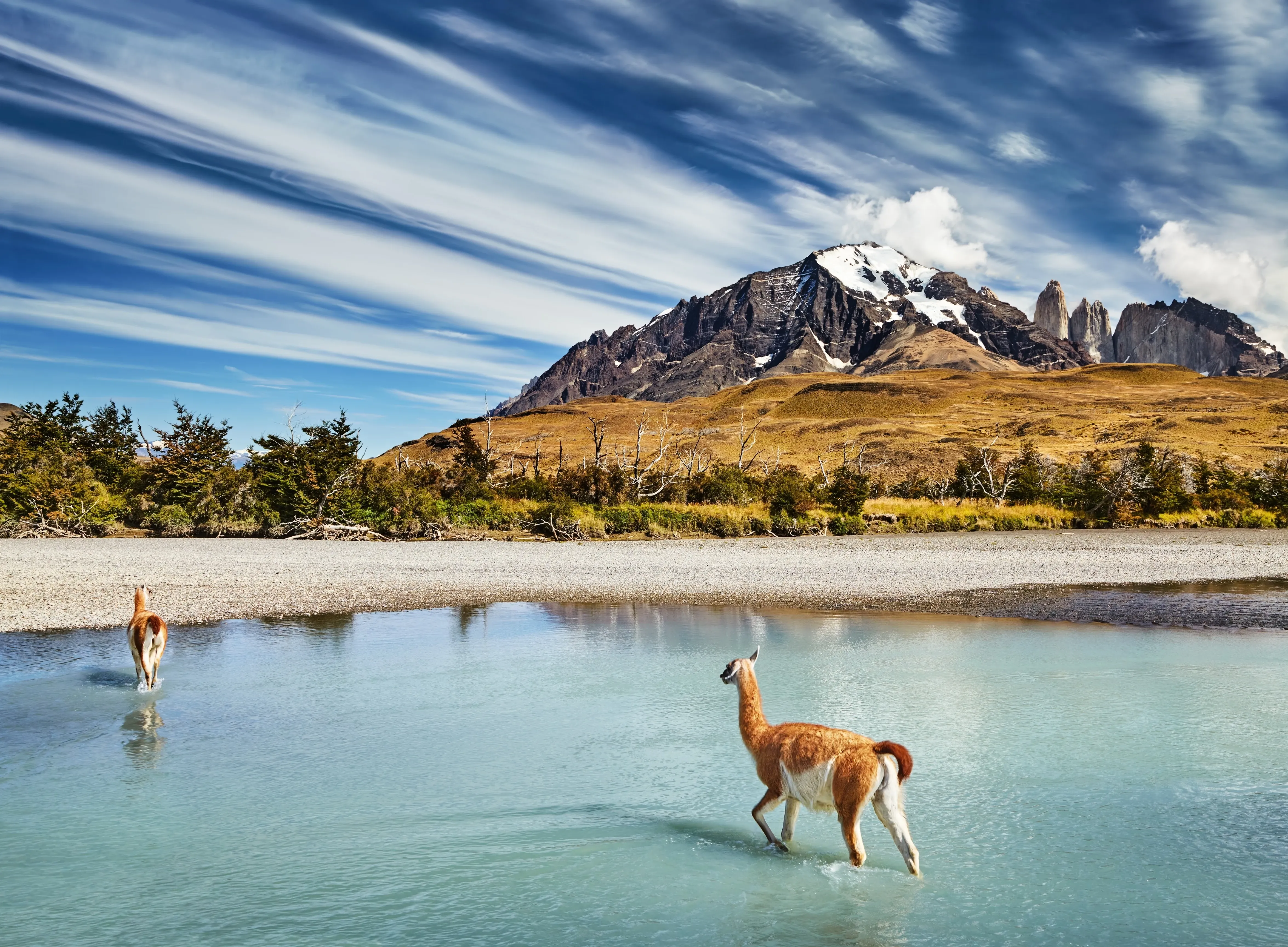 Guanaco standing in water
