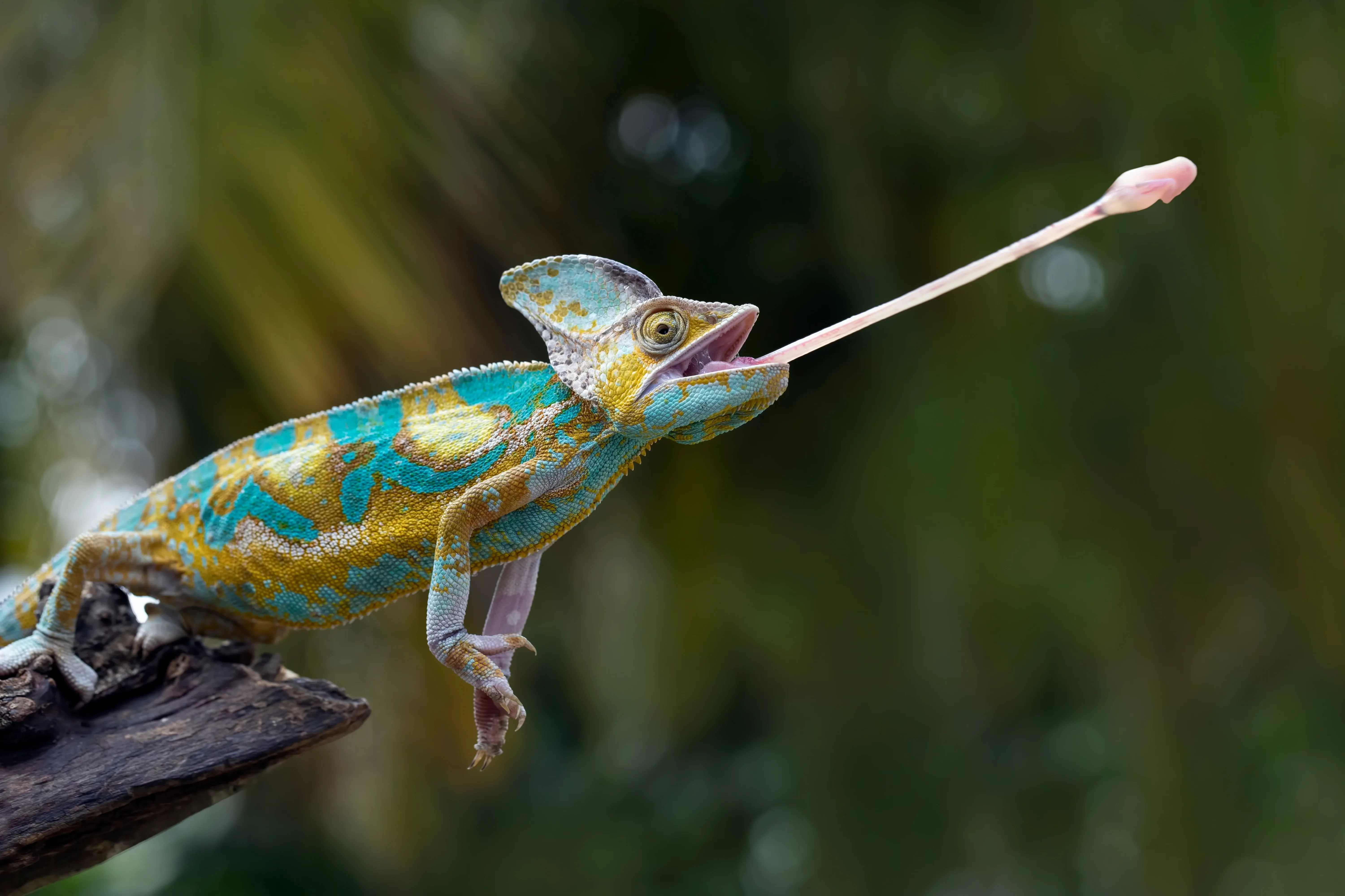 Chameleon spitting out tongue