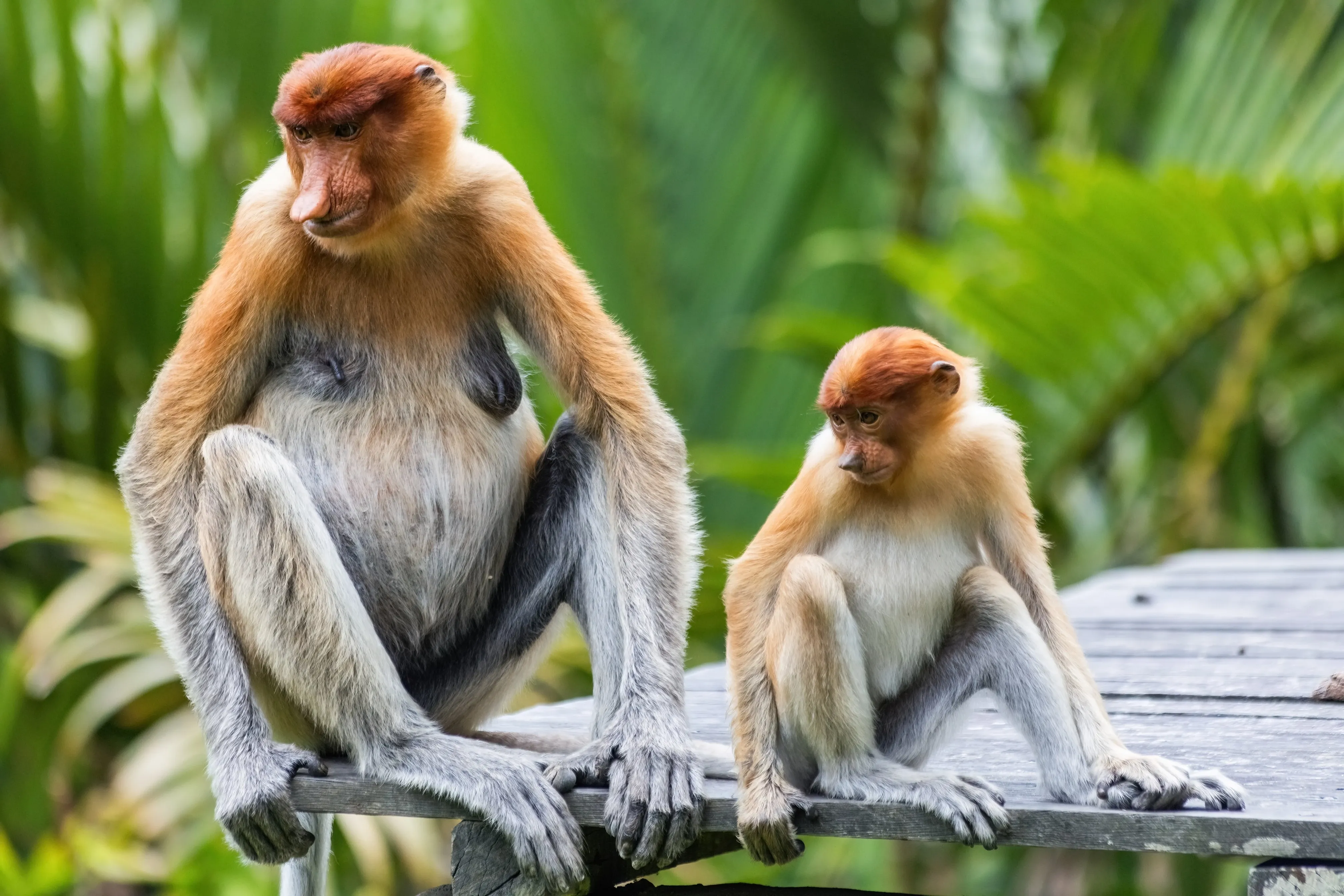 Proboscis monkey