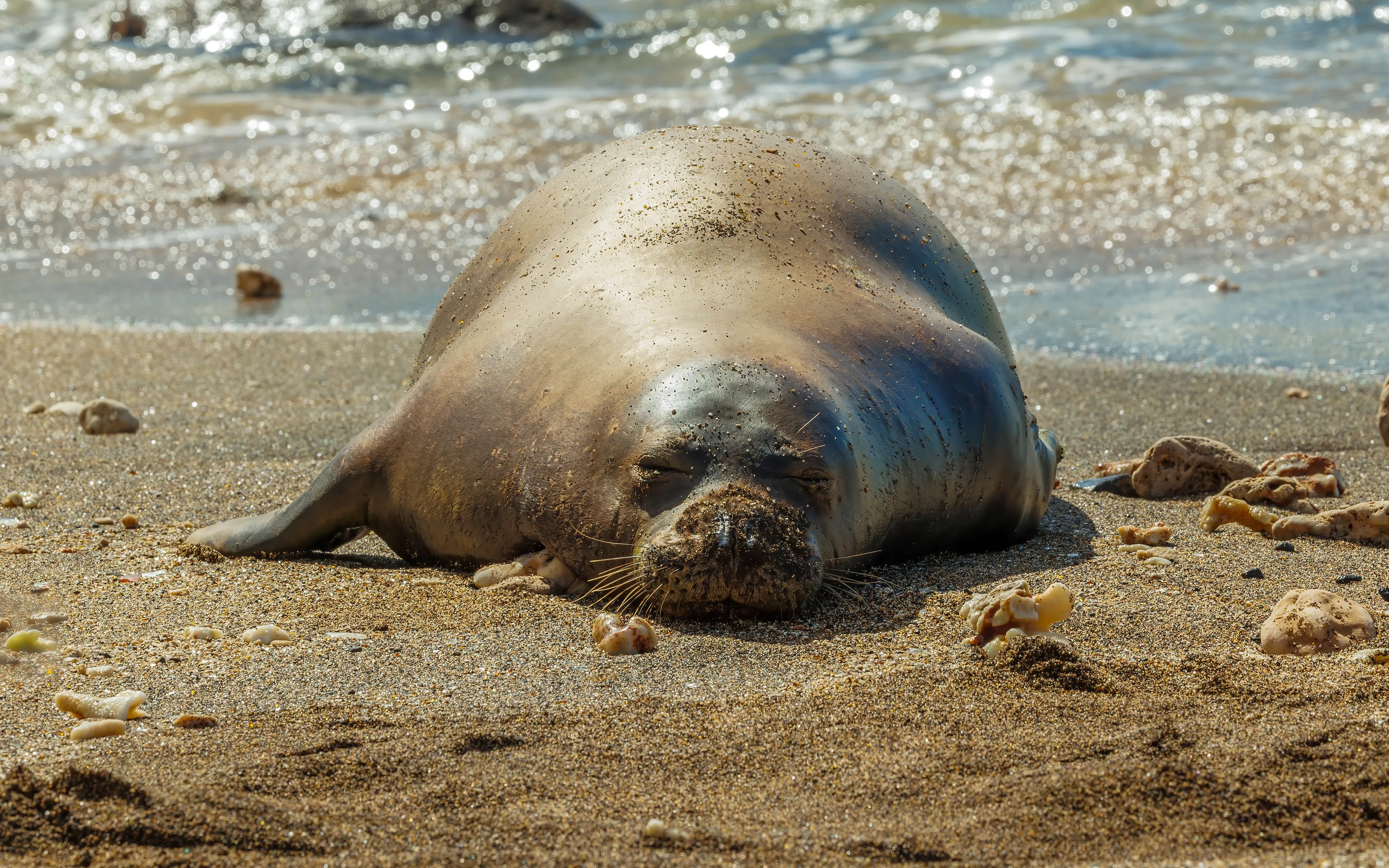 hawaiian monk seal