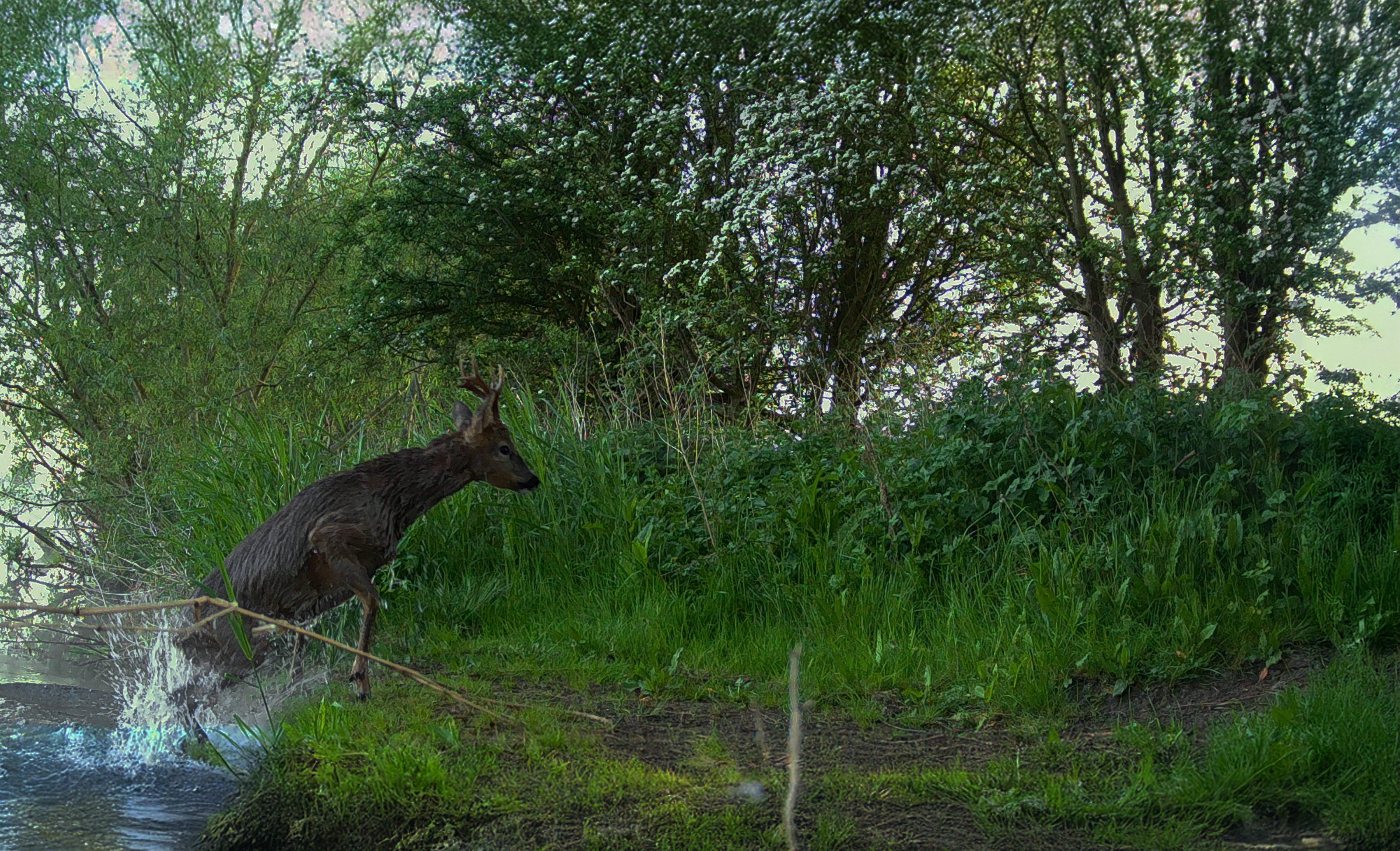 Die Wälder Großbritanniens regenerieren
