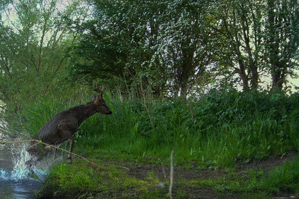 Die Wälder Großbritanniens regenerieren