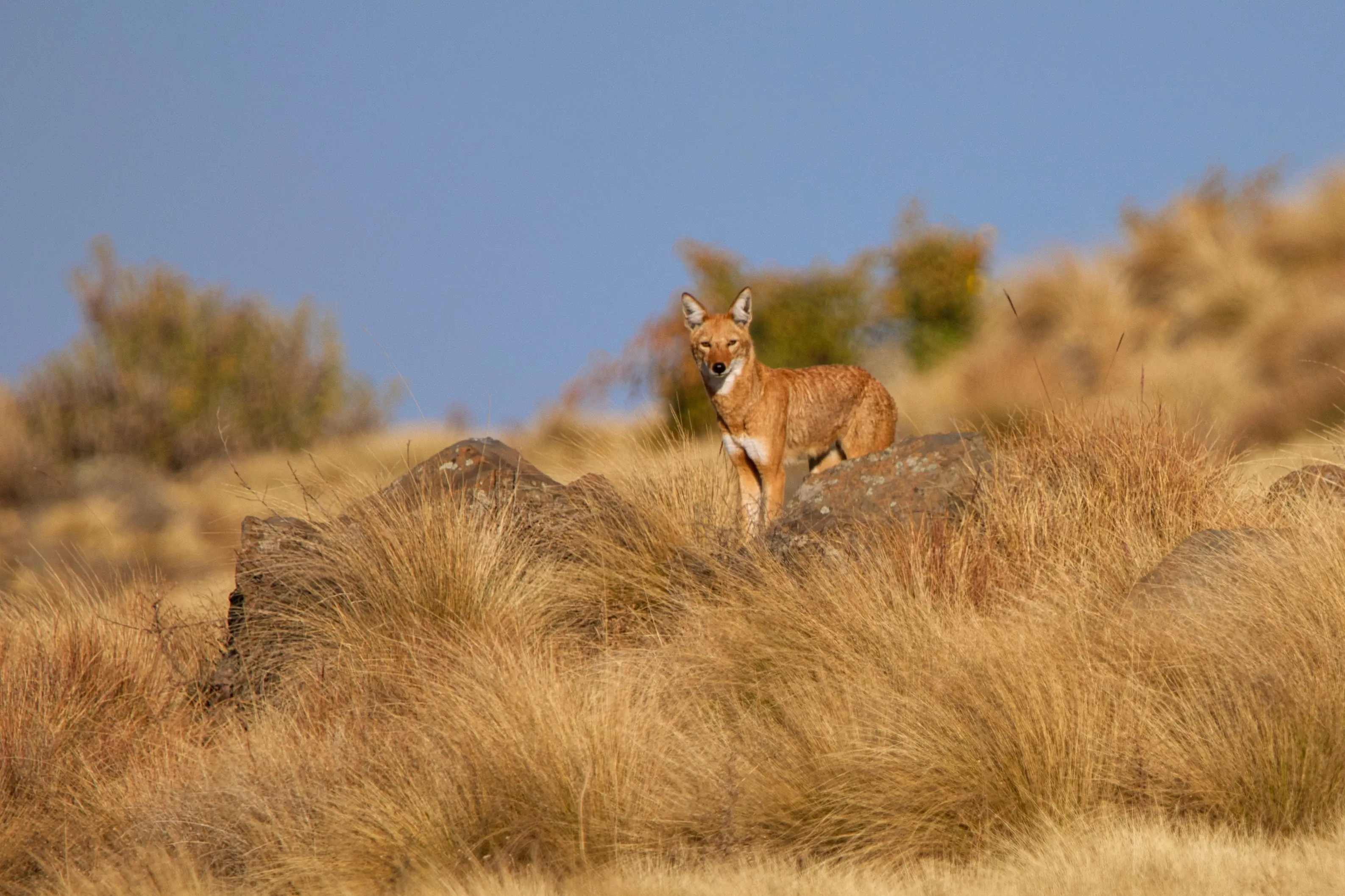 ethiopian wolf