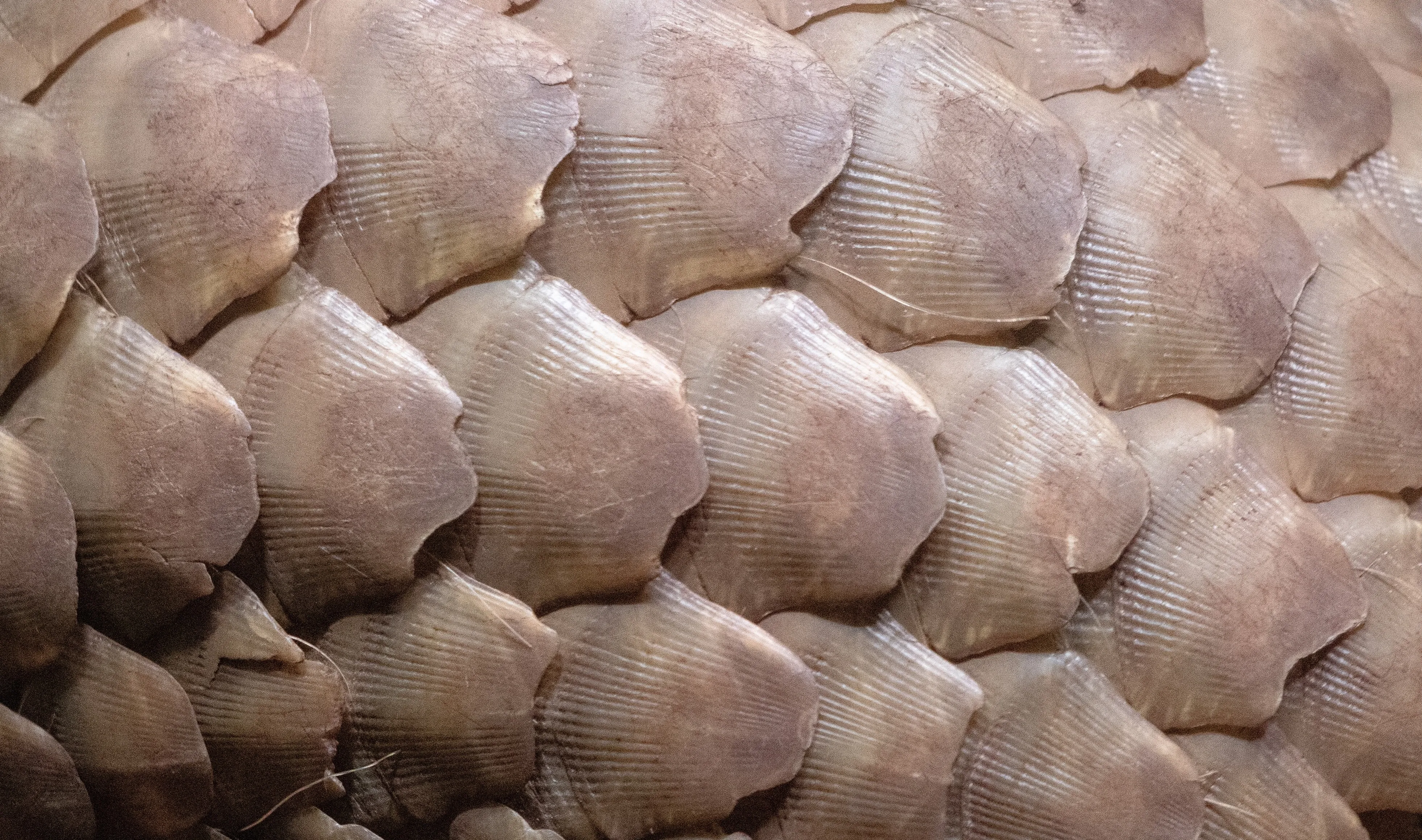 Schuppentierschuppen aus der Nähe