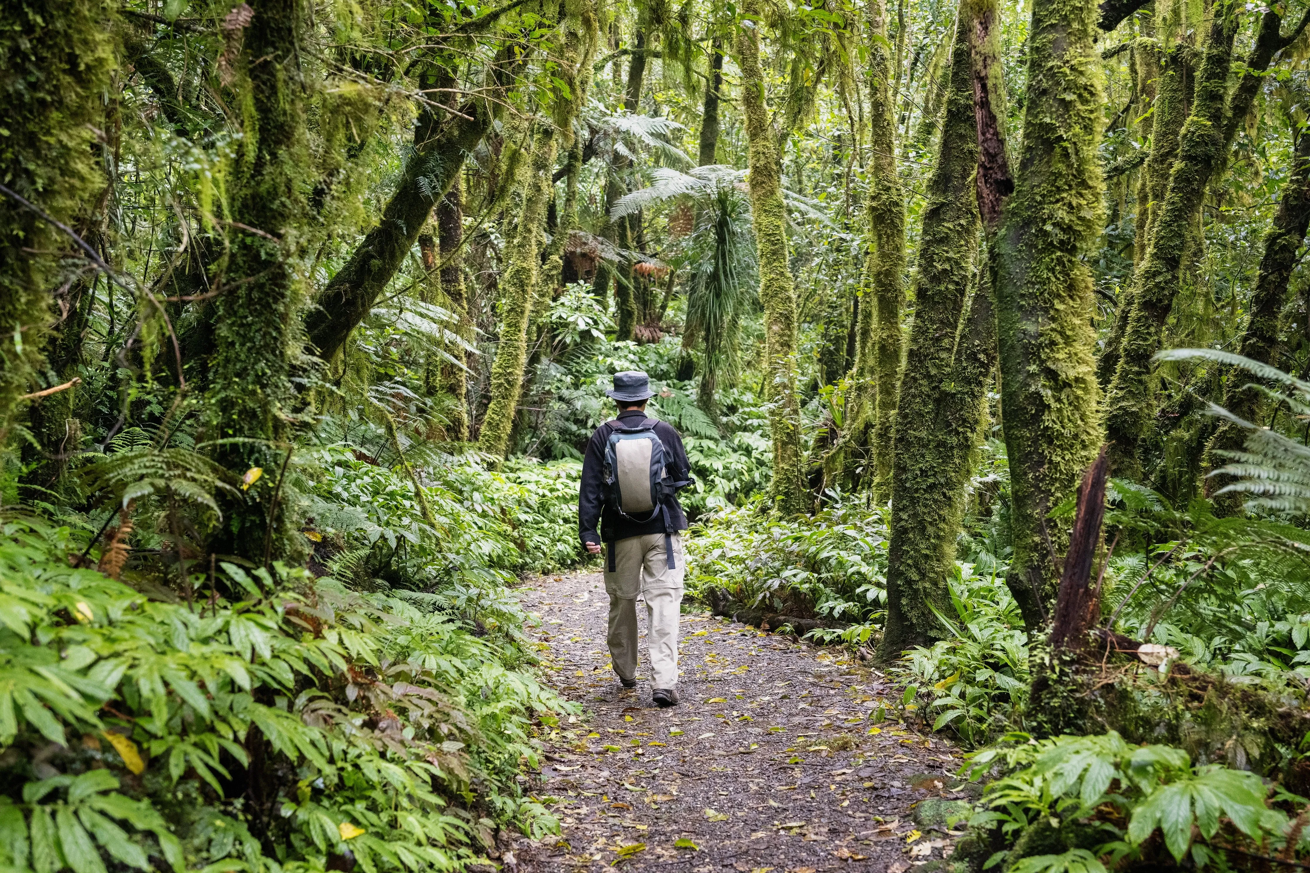 Wanderer gehen Waikato Wald