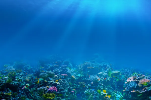Colourful coral reef underwater