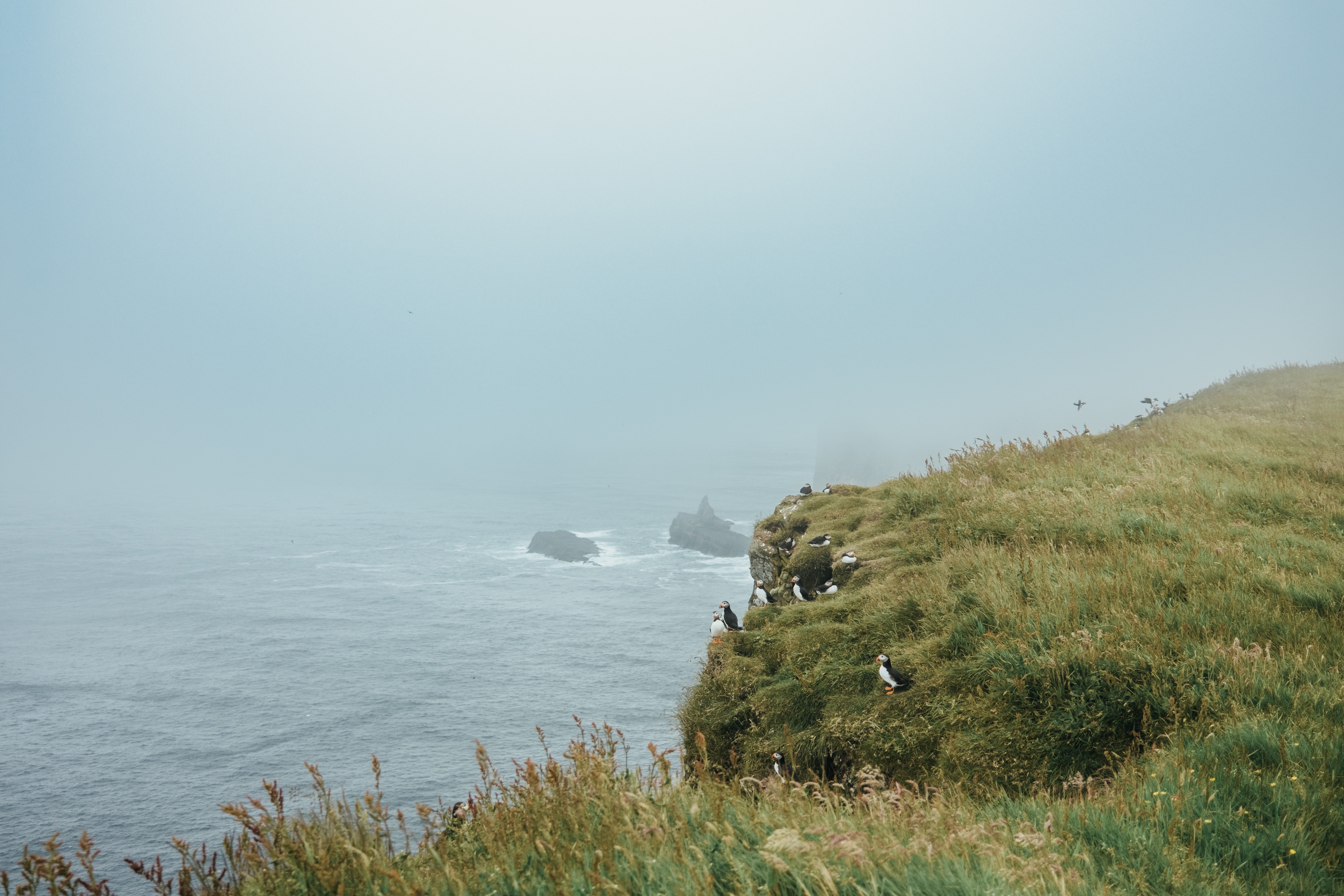 The Faroe Islands: Conservation in the North Atlantic