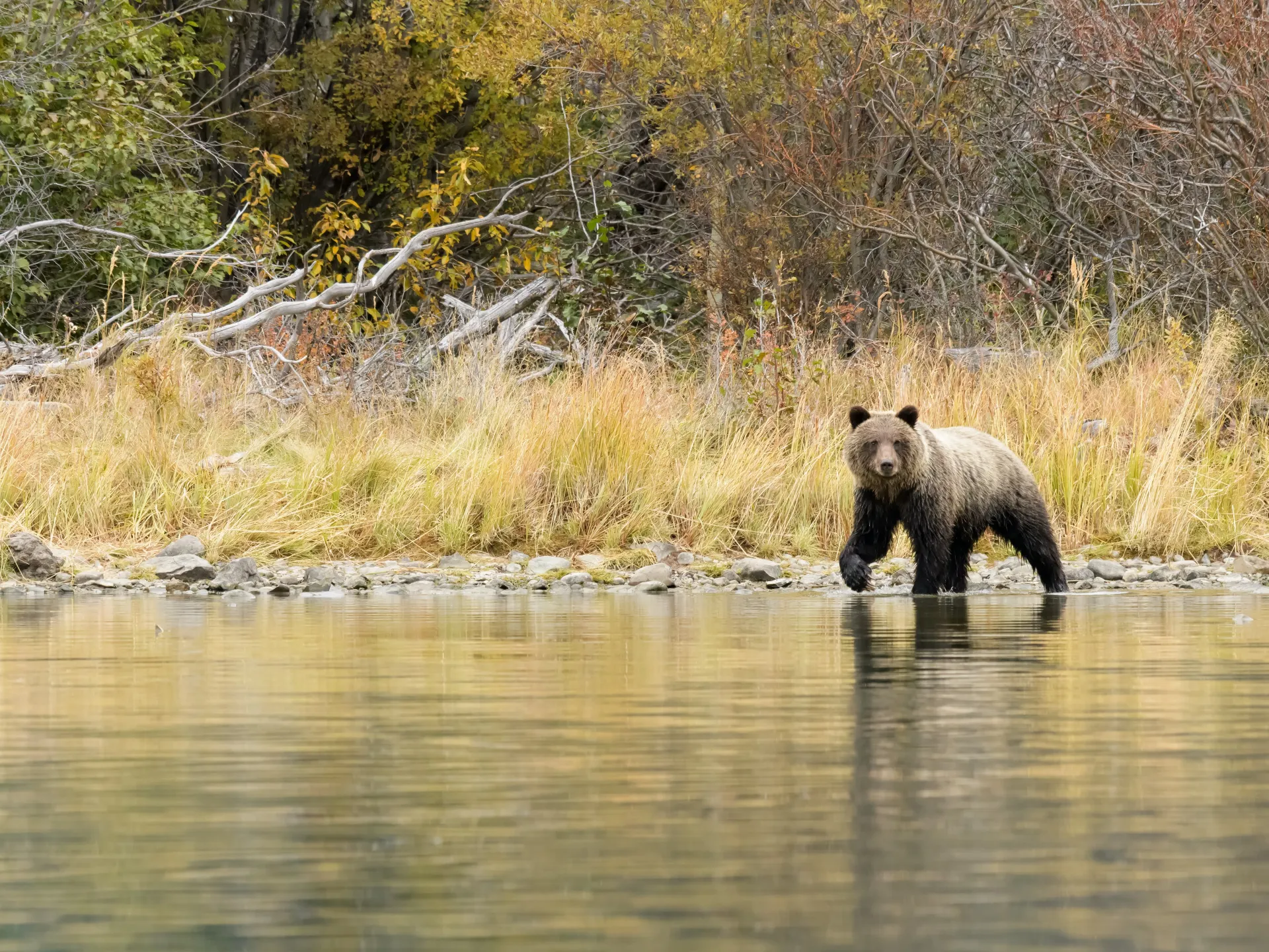 bear by water