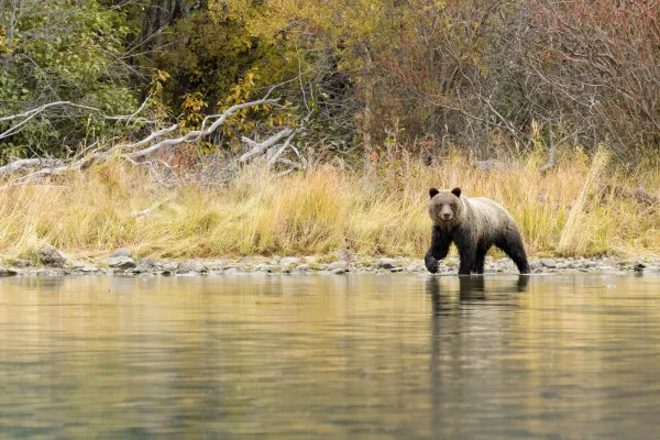 Bär am Wasser