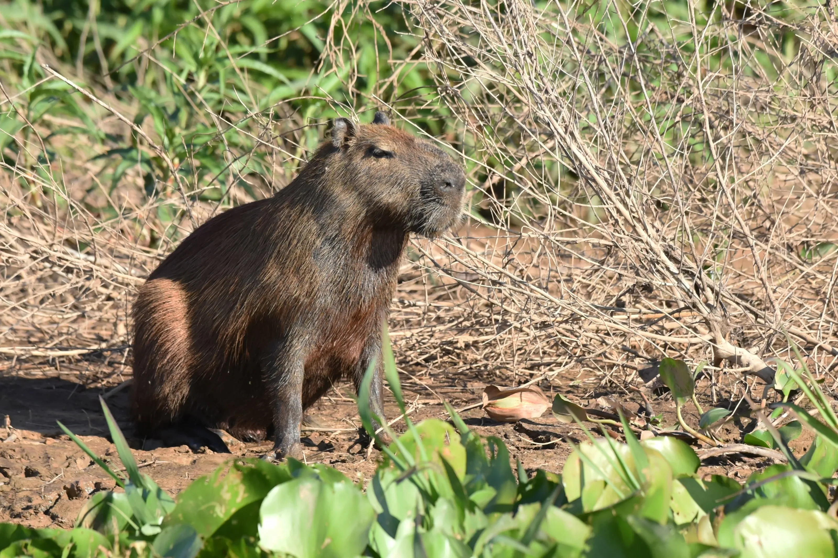 capybara