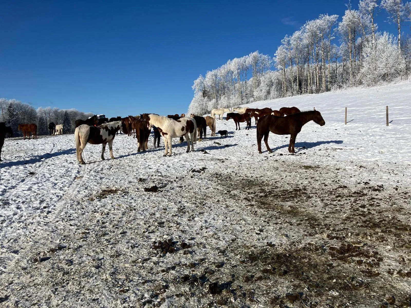 Freiwilligenprojekt Alberta Pferdeschutz, Kanada