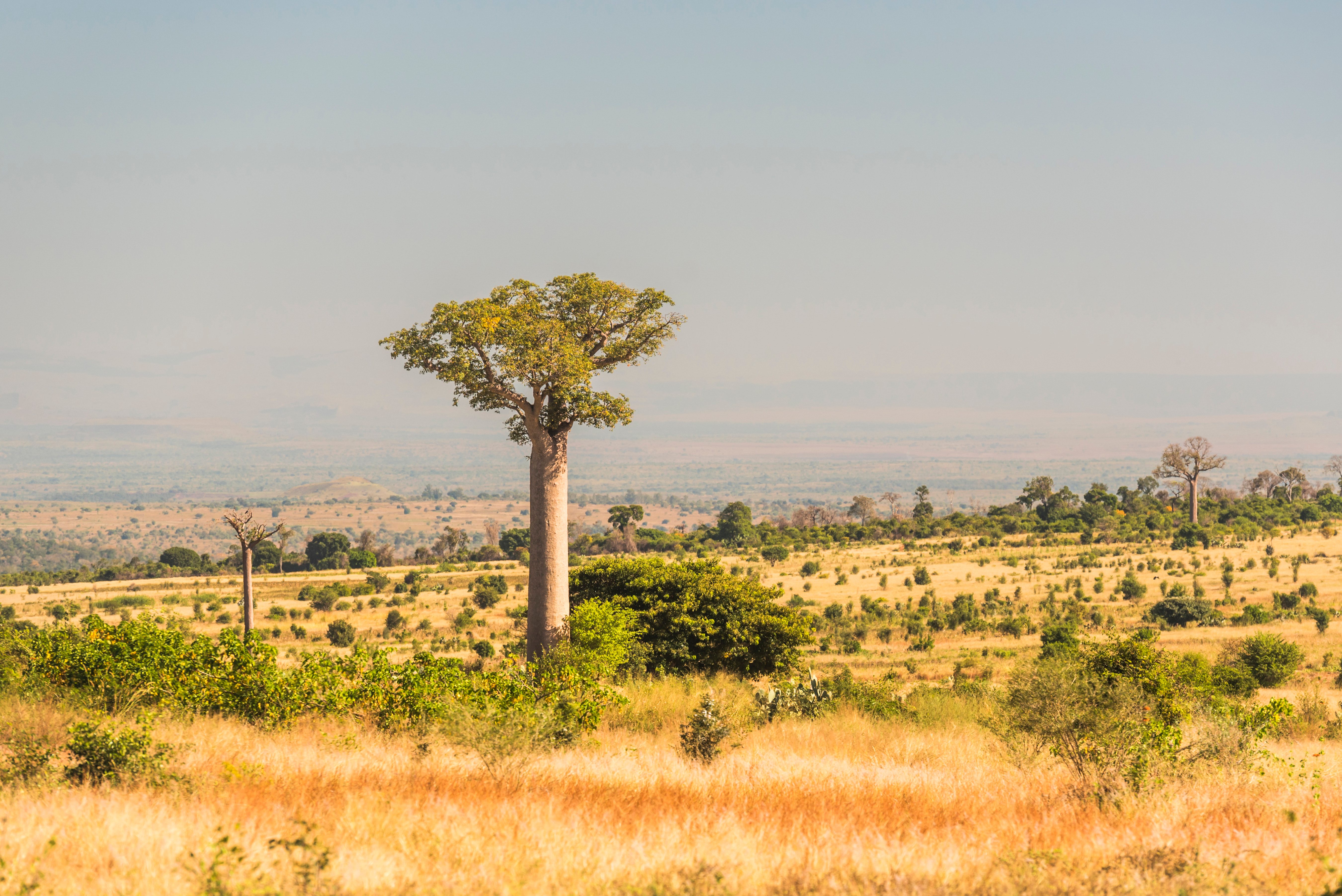 baobab in distance